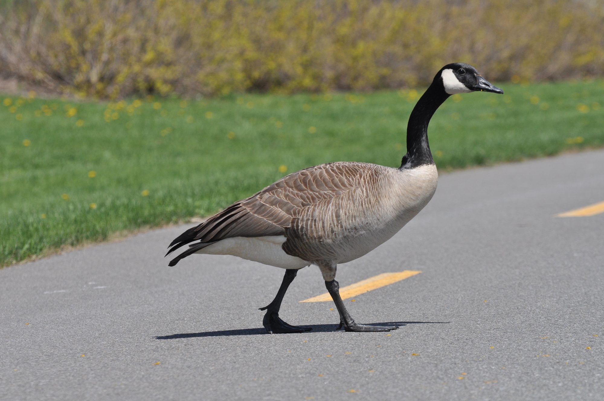 Crossing the Path
