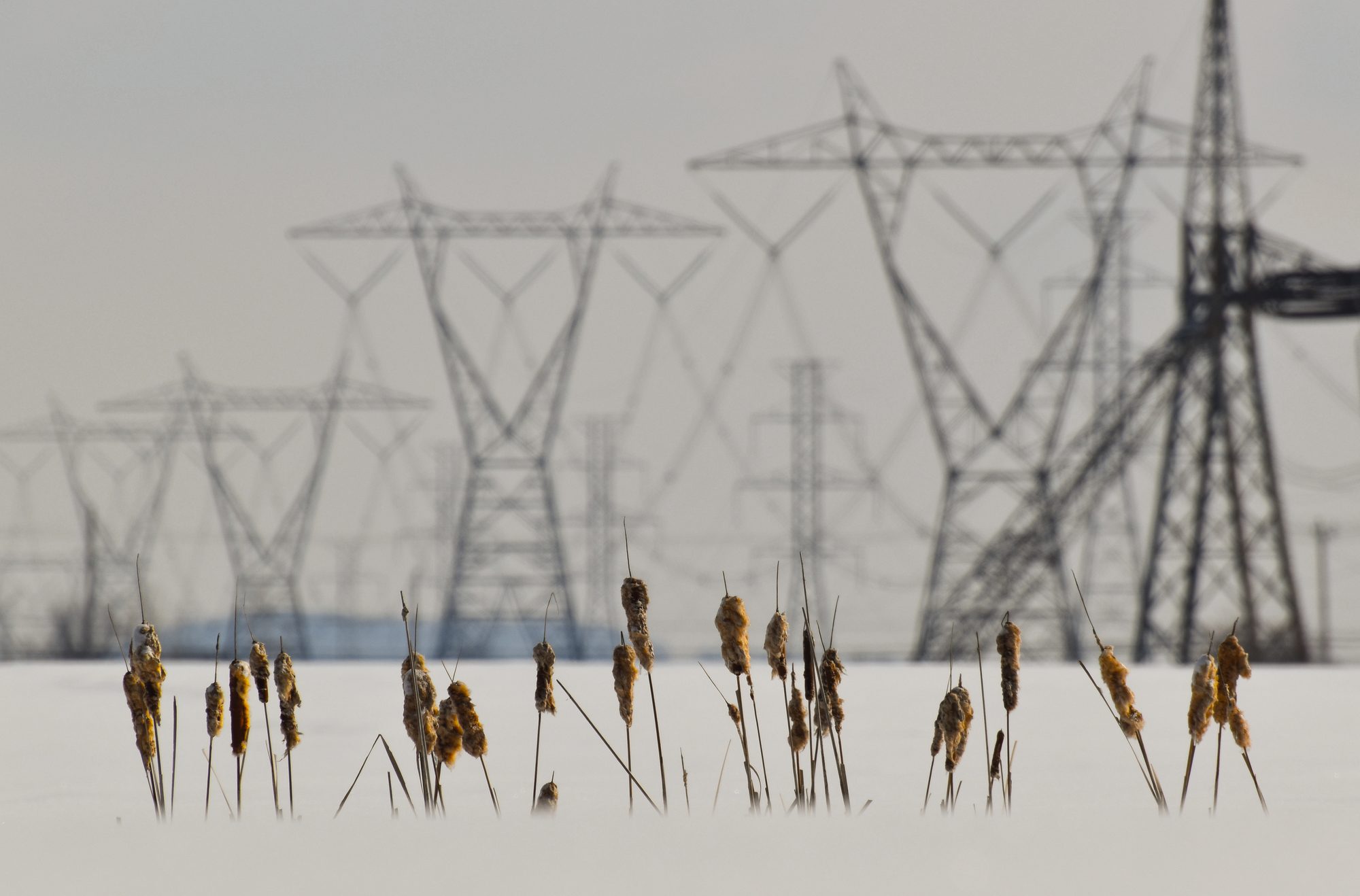 Cattails and Power Lines