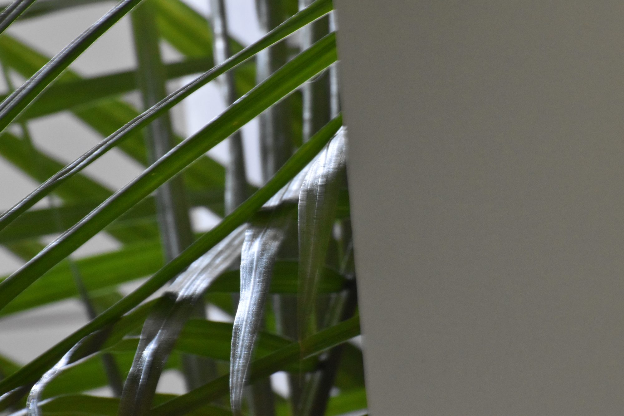 Leaves and Light