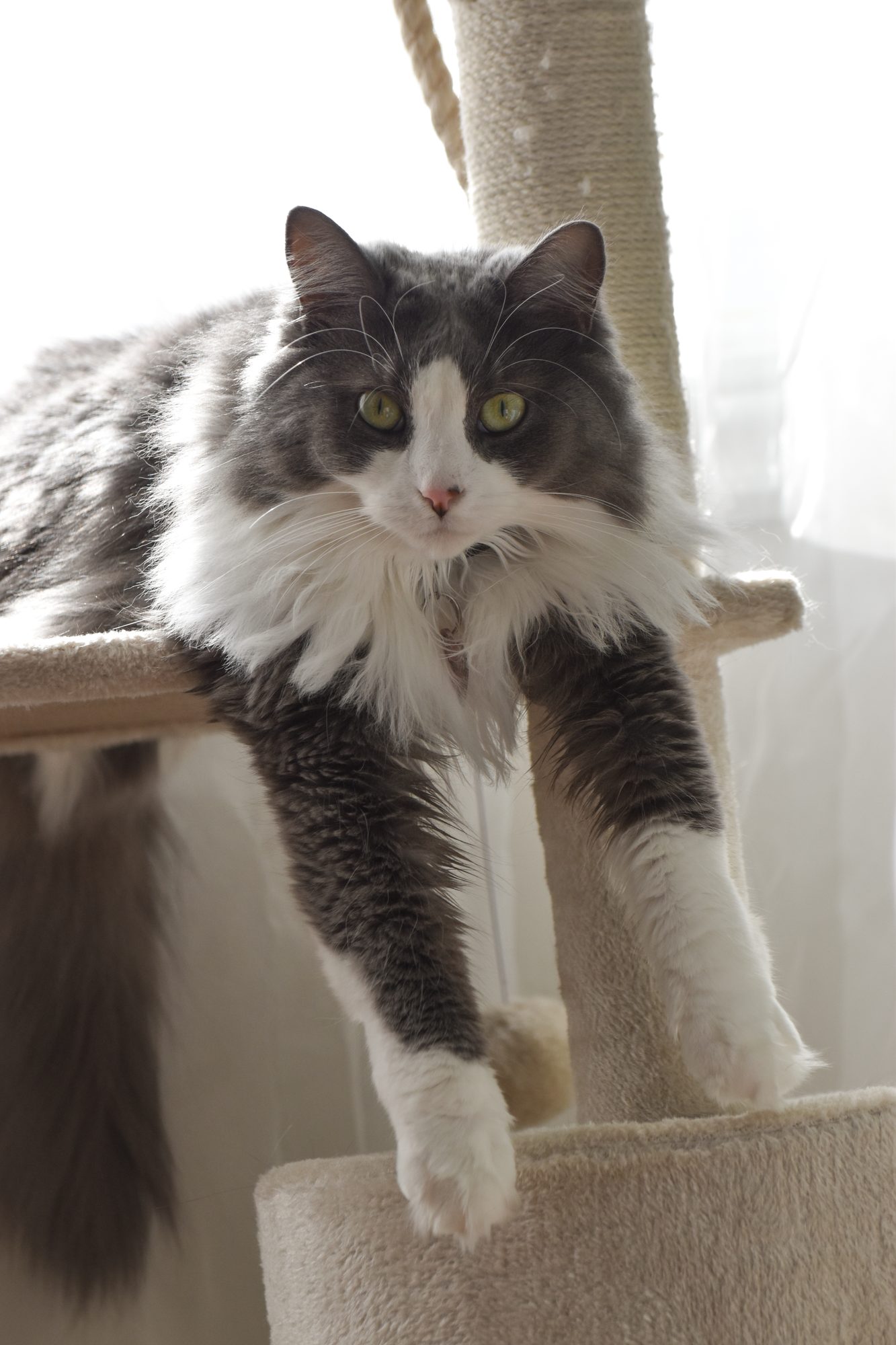 Perched and Watching