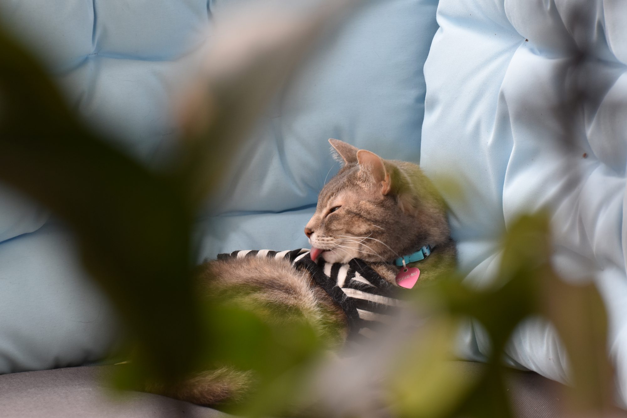 Grooming on the Cushion