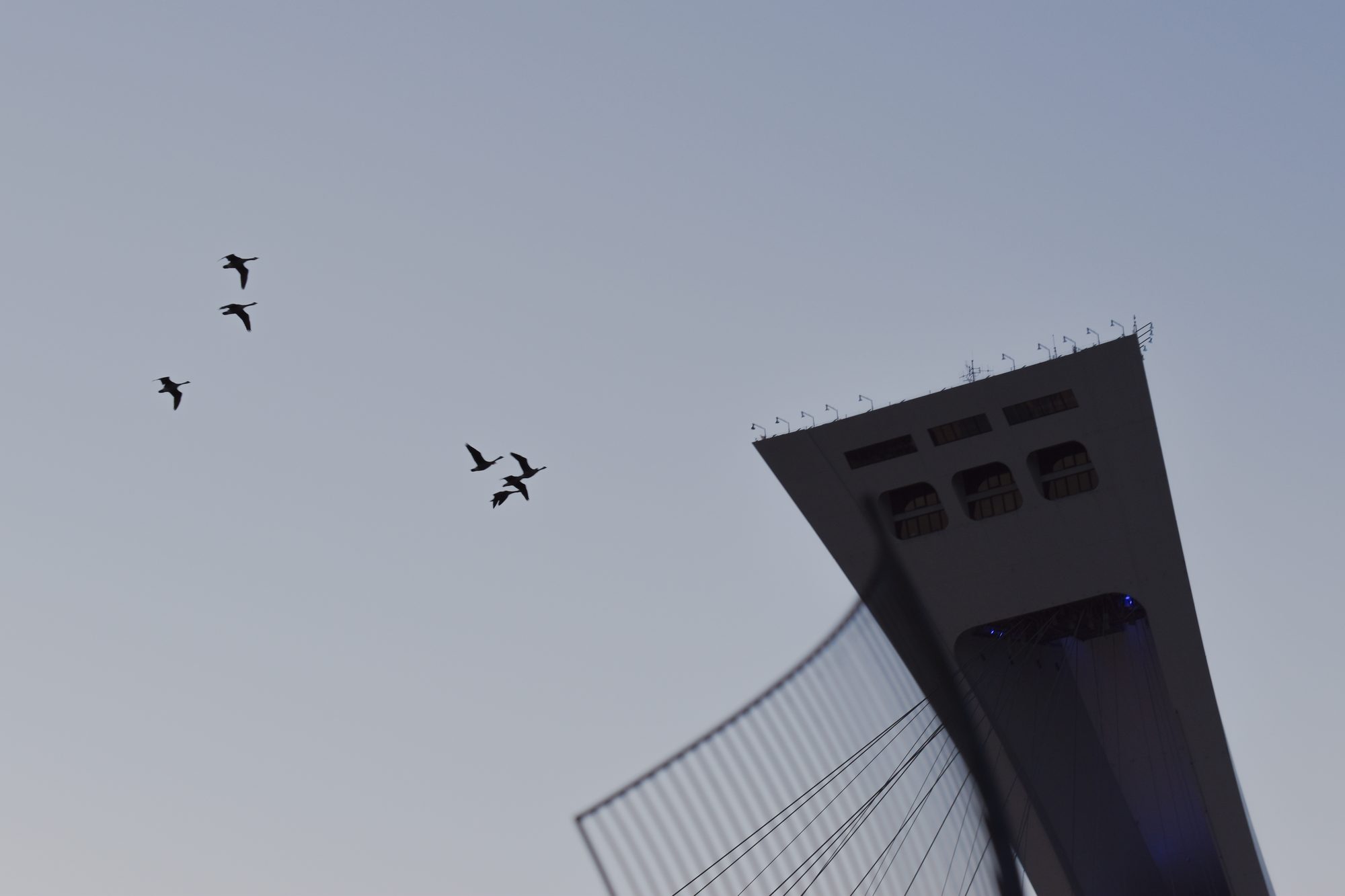 Geese Over the Stadium