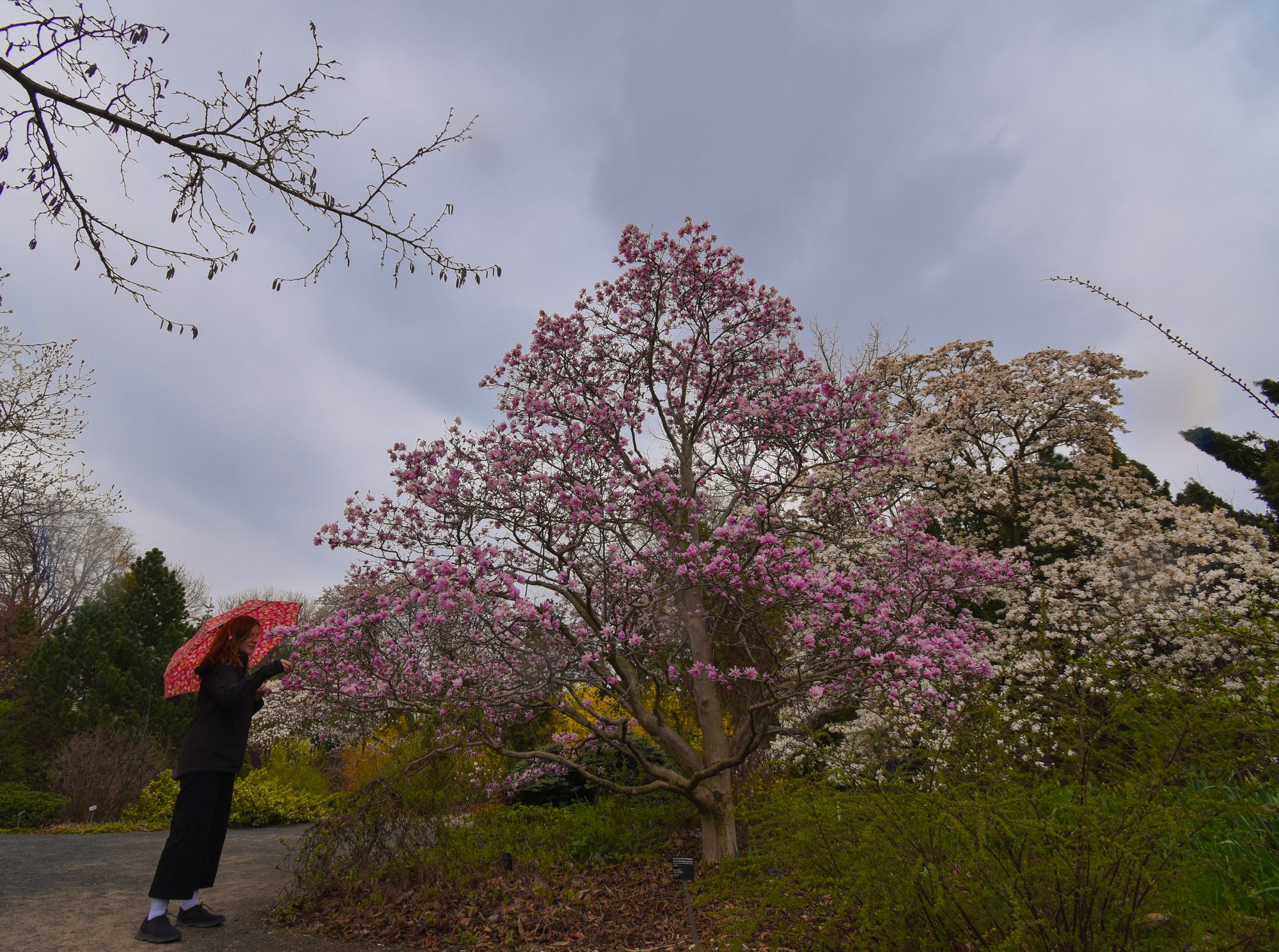 Magnolias in the Rain