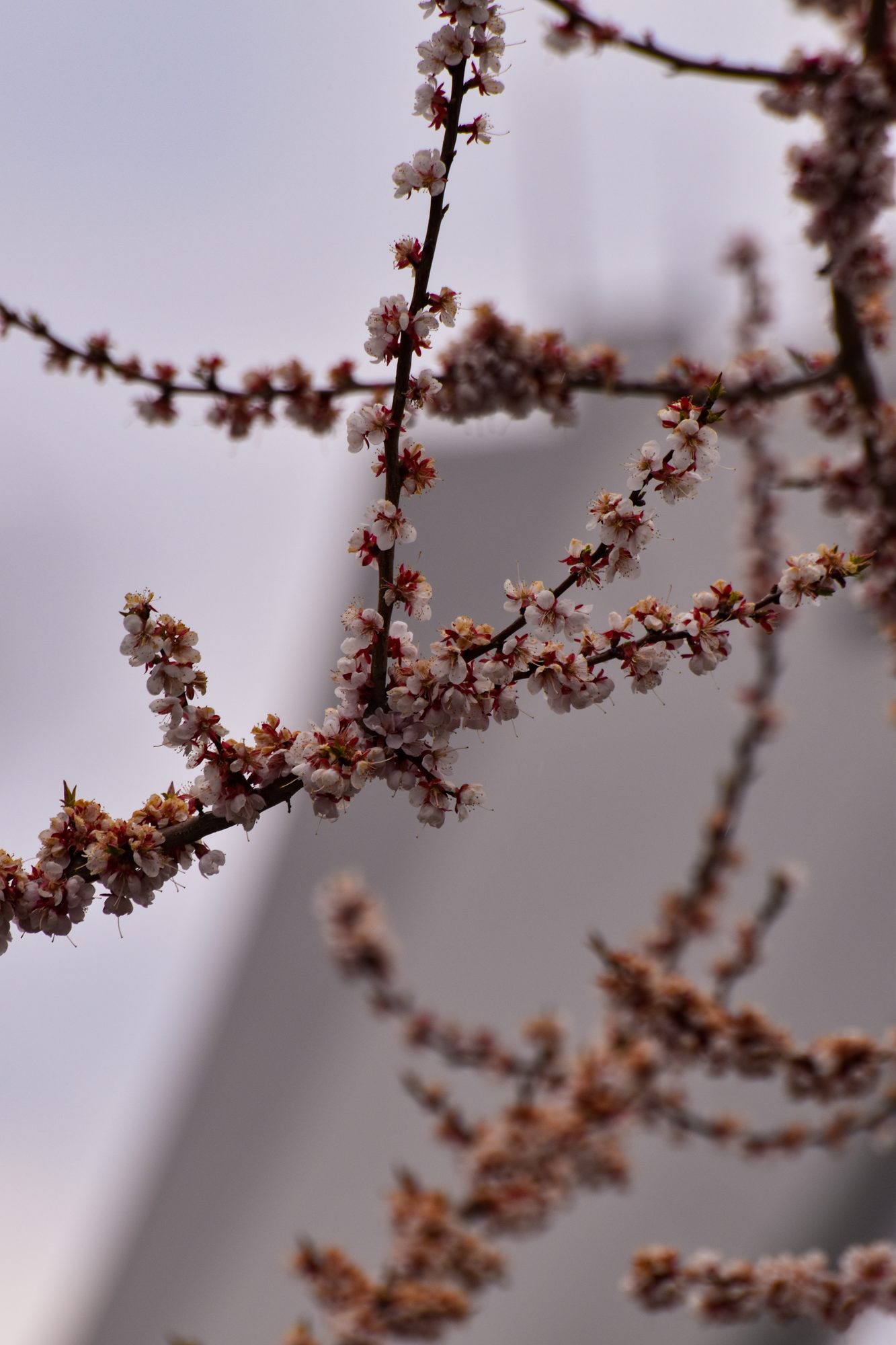 Spring Blossoms