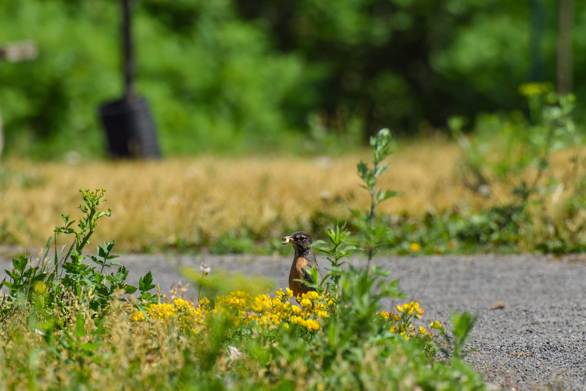 Robin with a Snack
