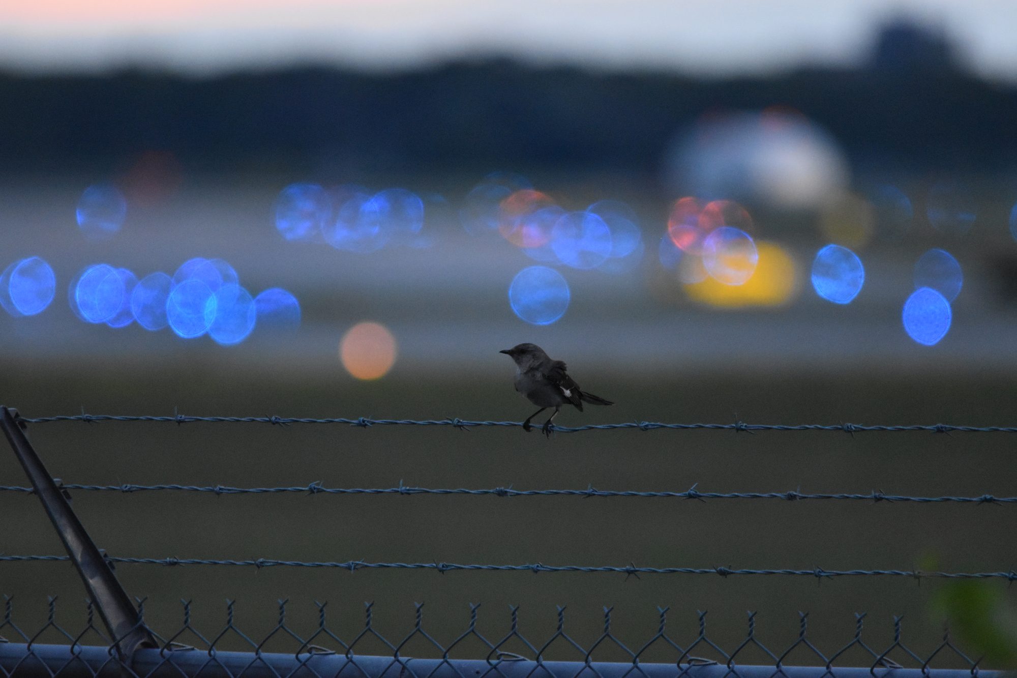 Wire Perch at Dusk