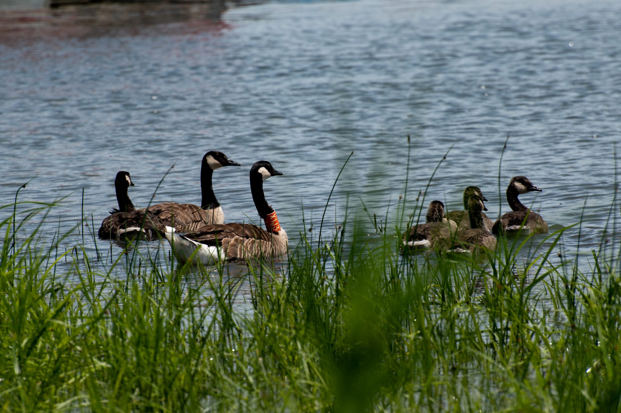 Canada Geese Family Swim
