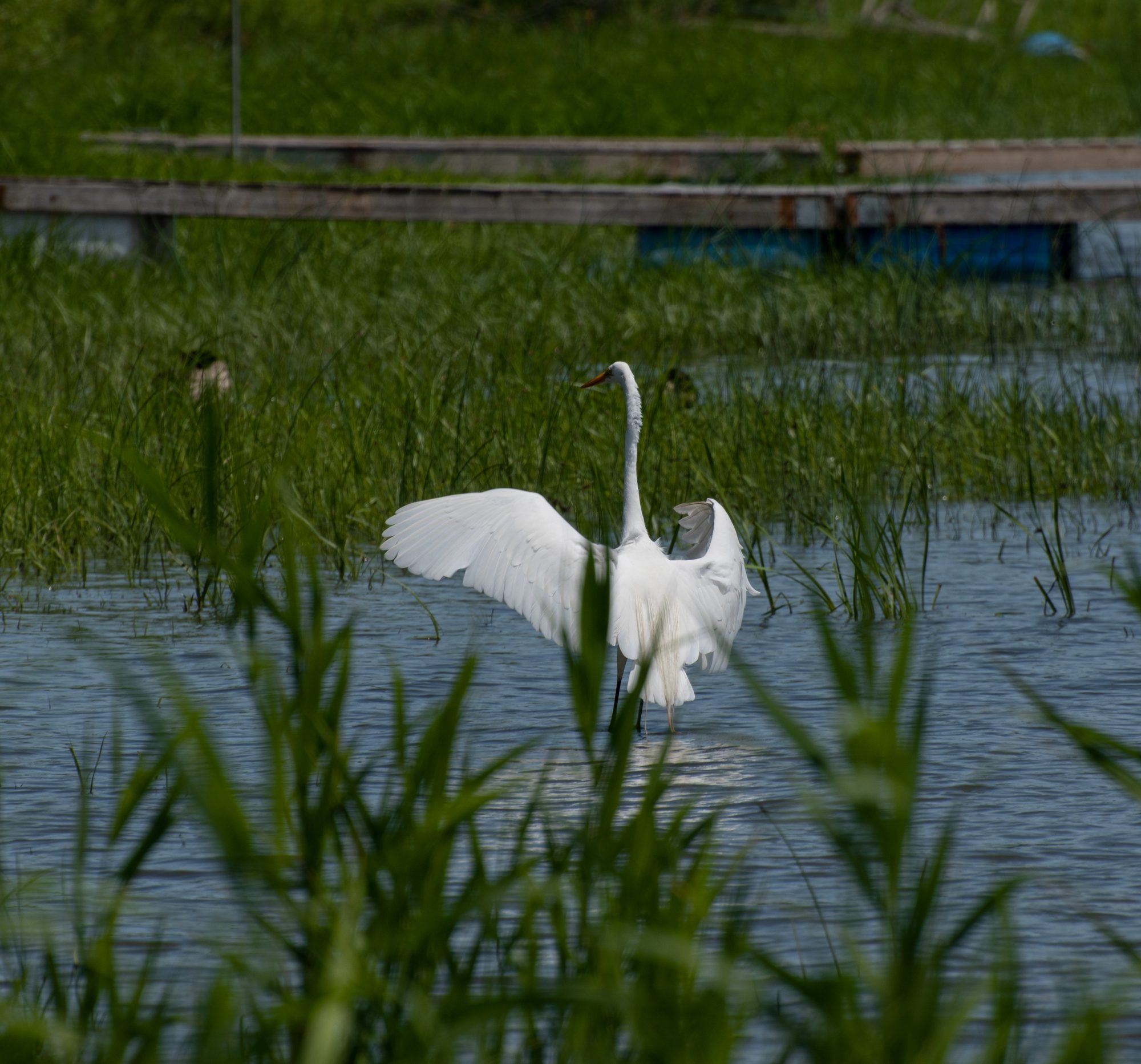 Egret Stretching Its Wings