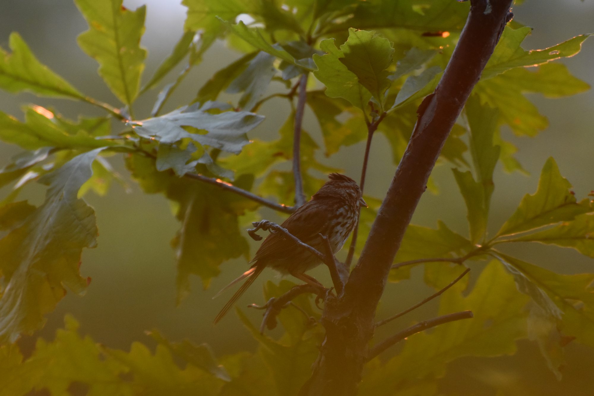 Backlit in the Oak