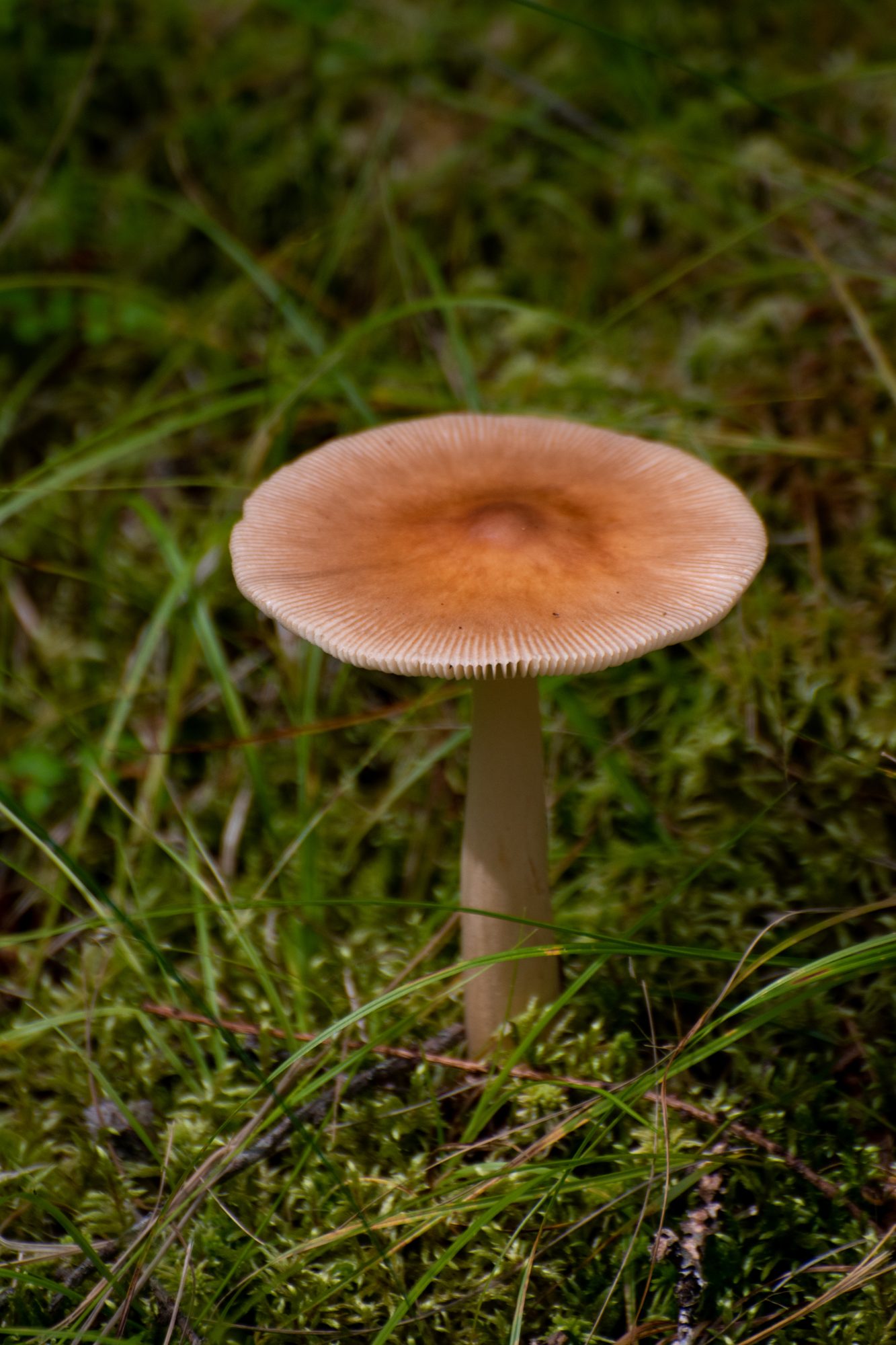 Mushroom in the Moss