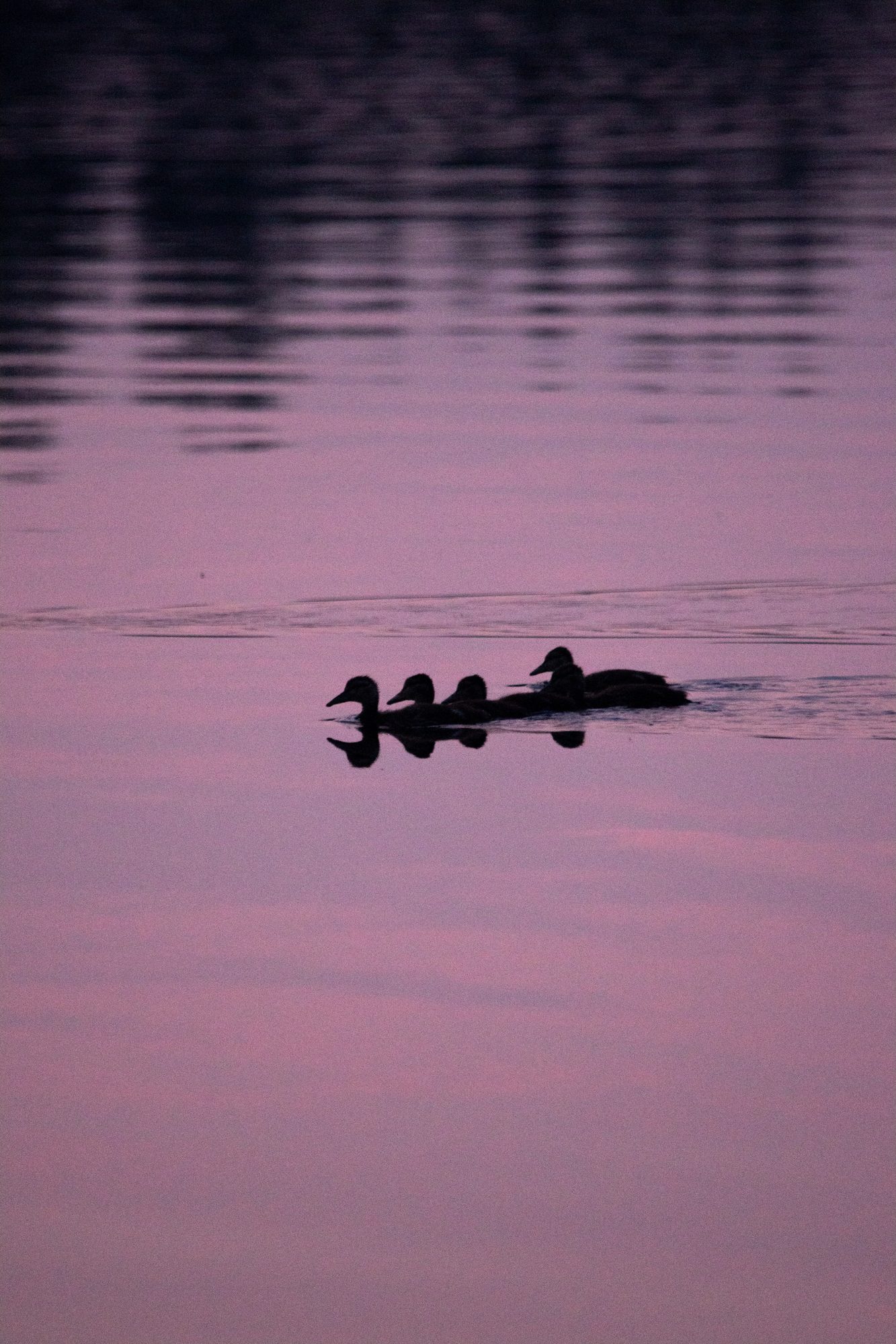 Ducks in the Twilight
