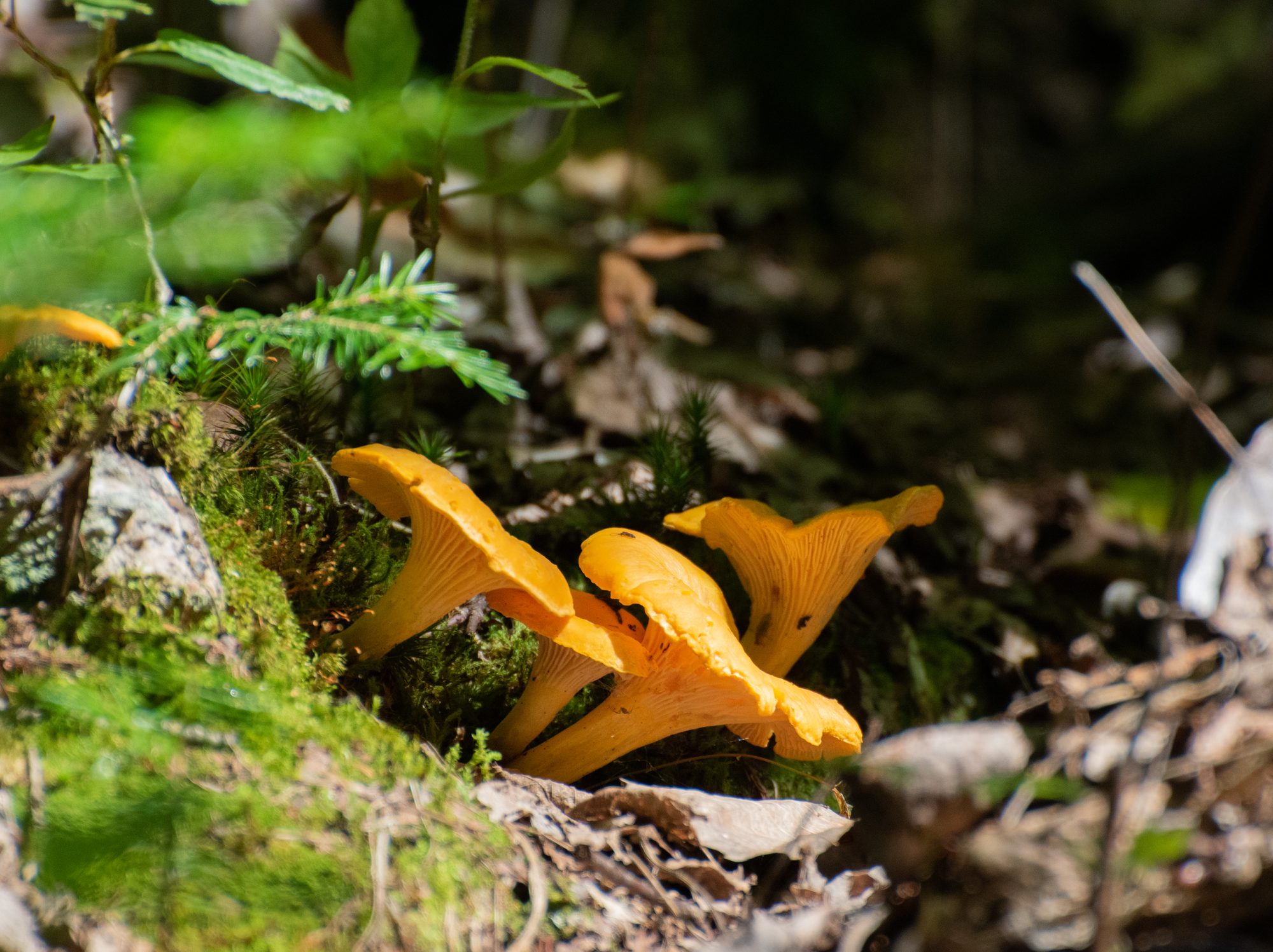 Chanterelles in the Moss
