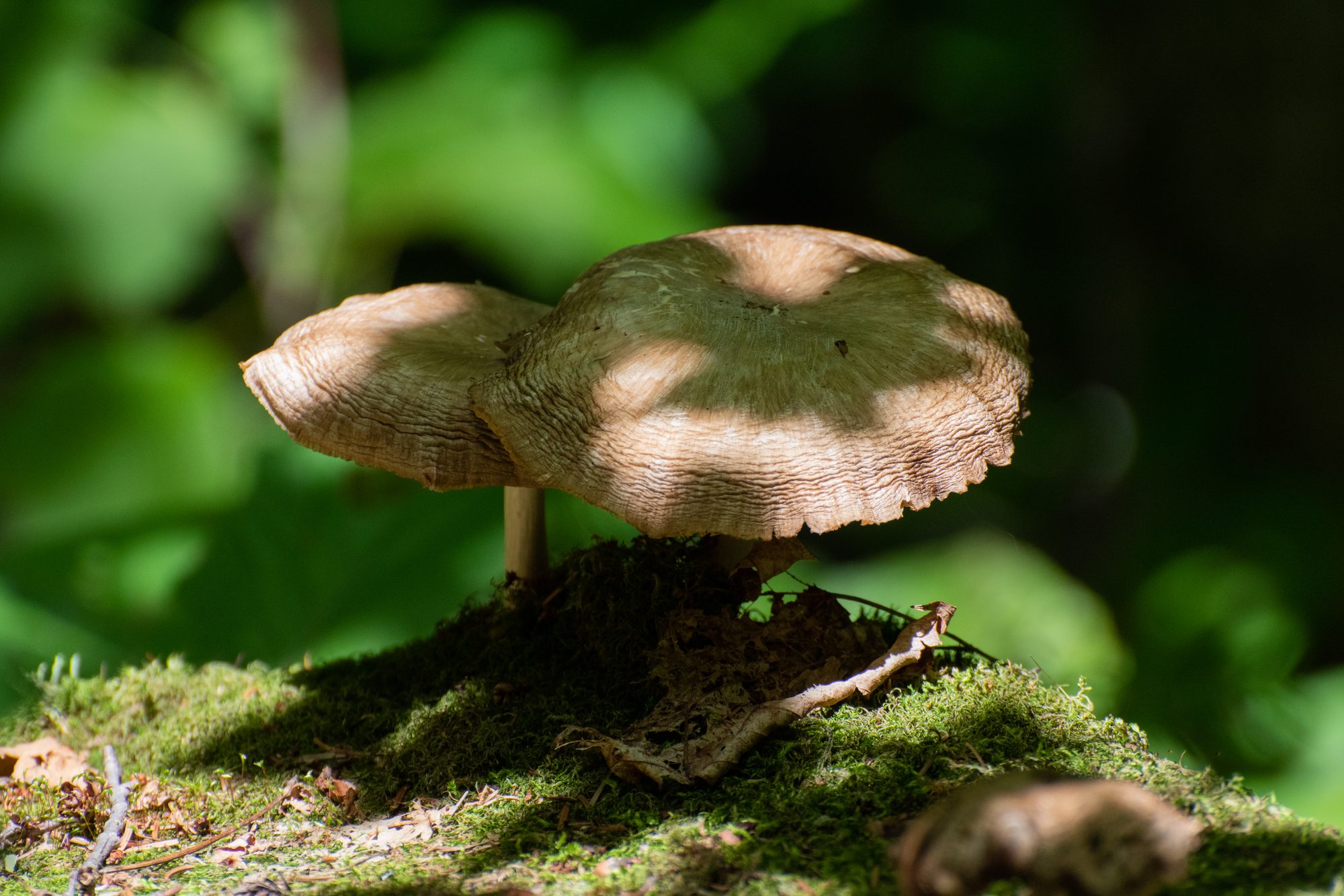 Sunlit Forest Mushroom