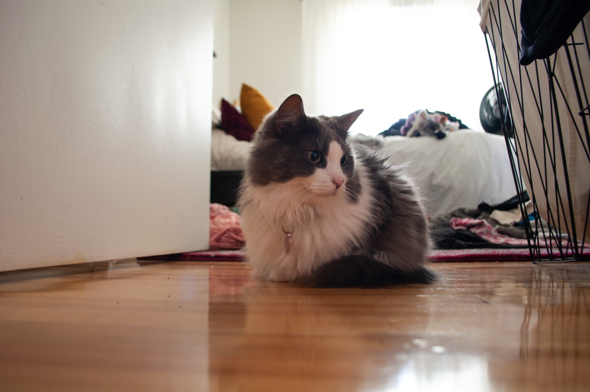 Cat by the Bedroom Door