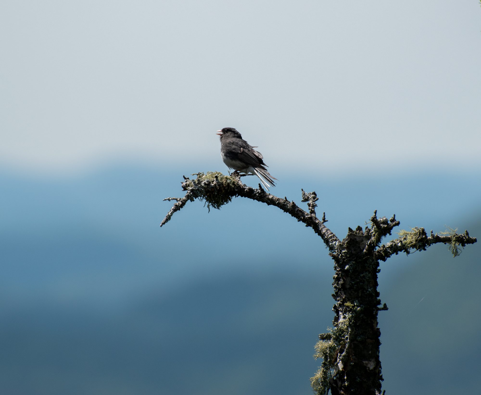 Junco on a Lichen Branch