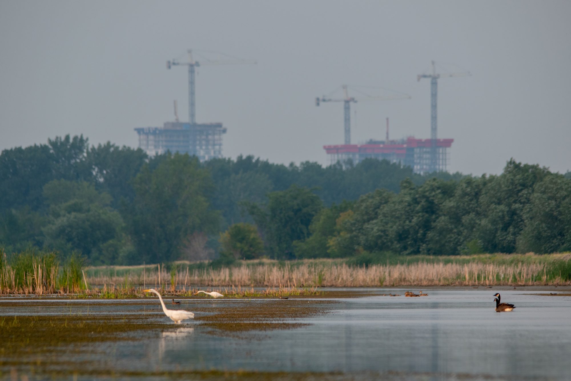 Egrets Amid the Marsh