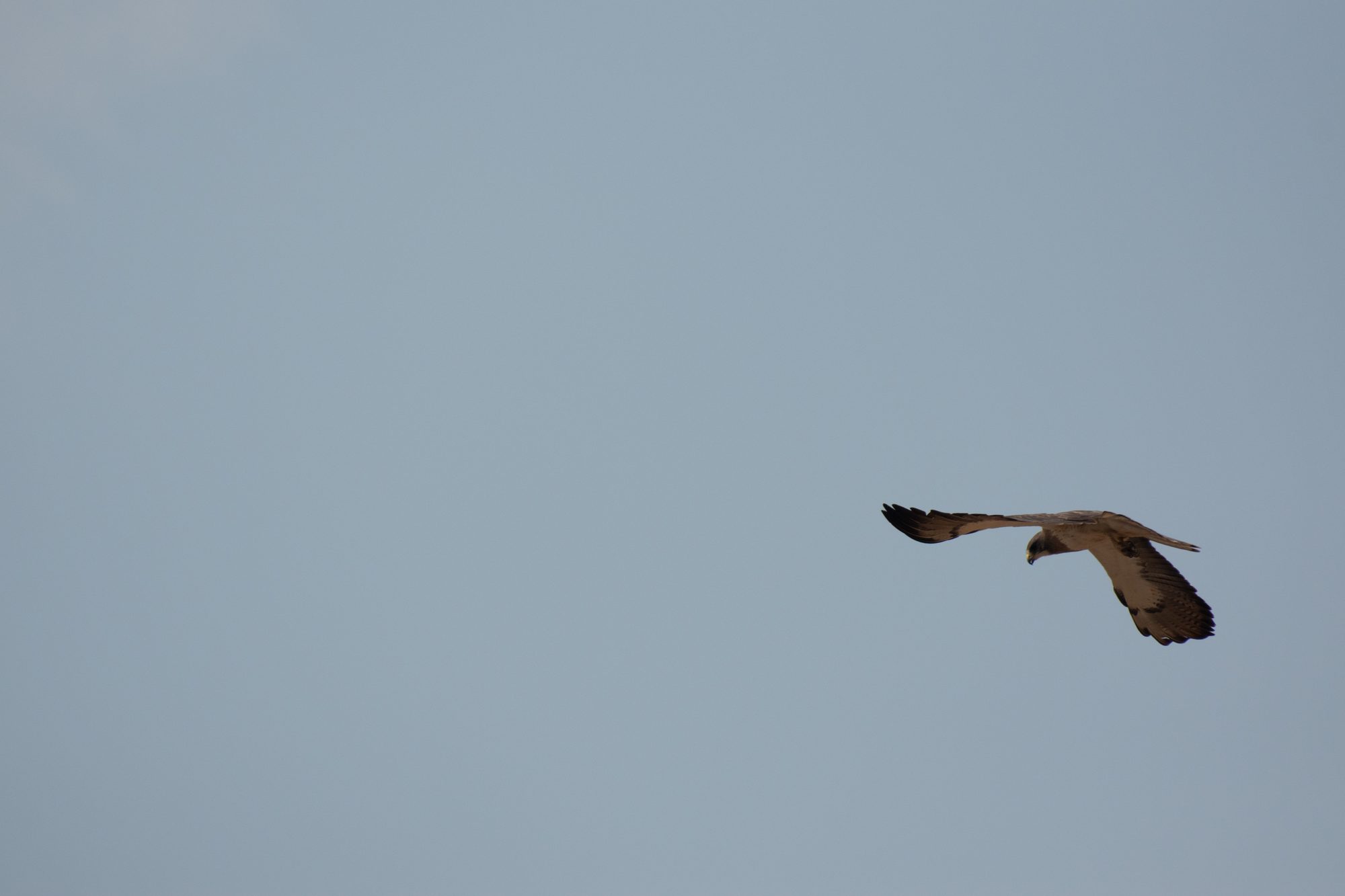 Hawk in Flight