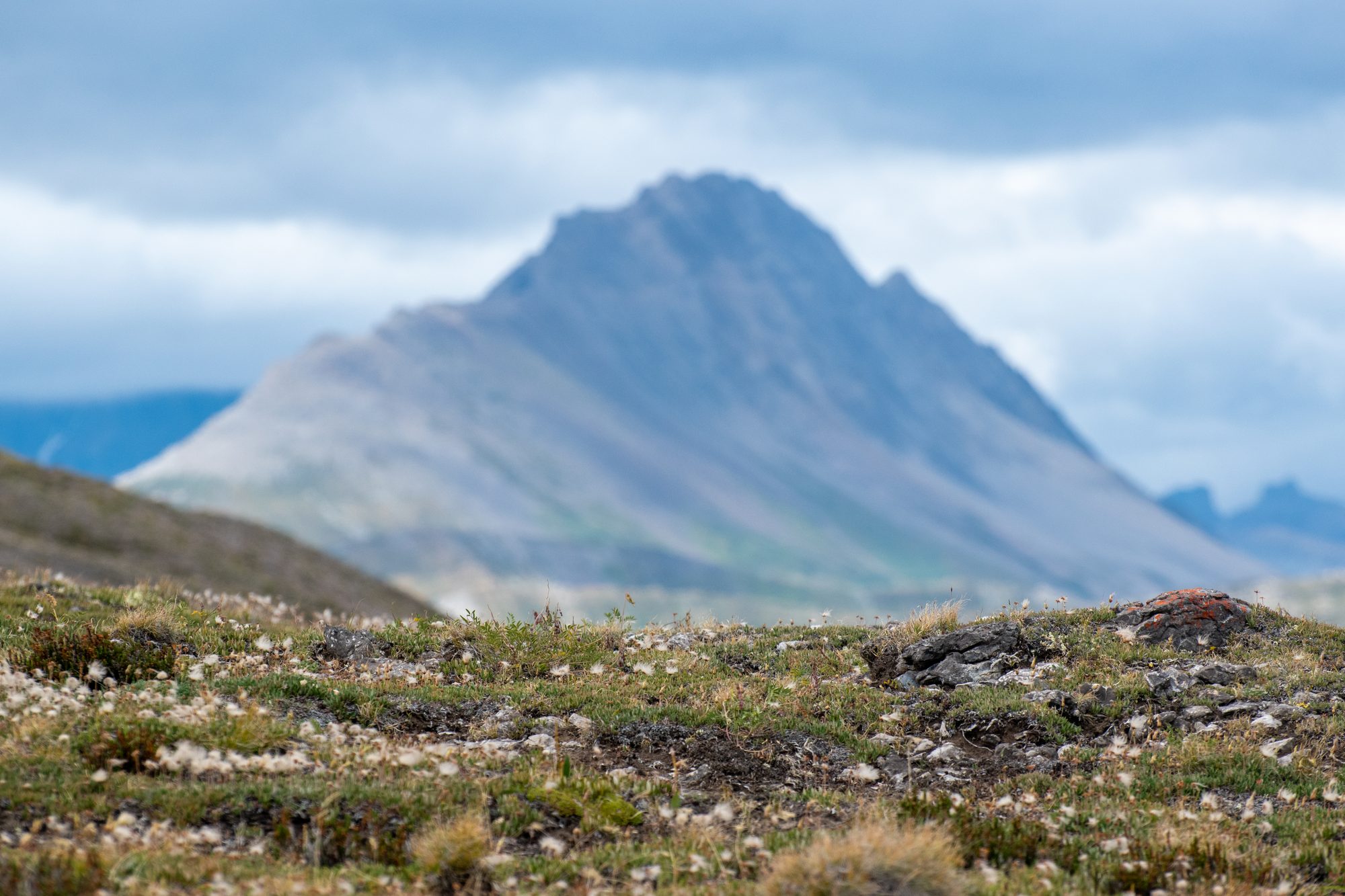 Tundra Wildflowers and Distant Peak