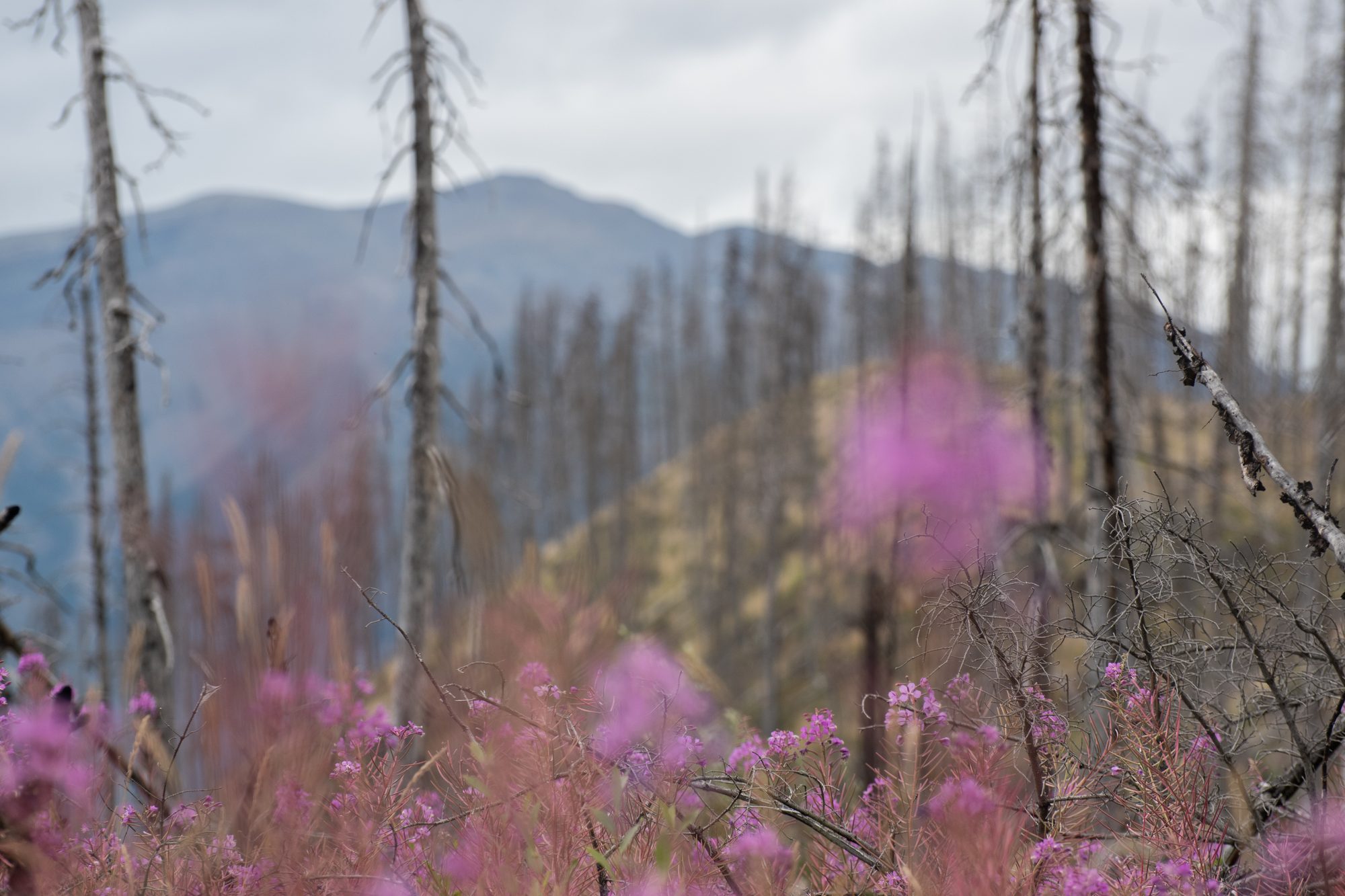 Fireweed After the Burn