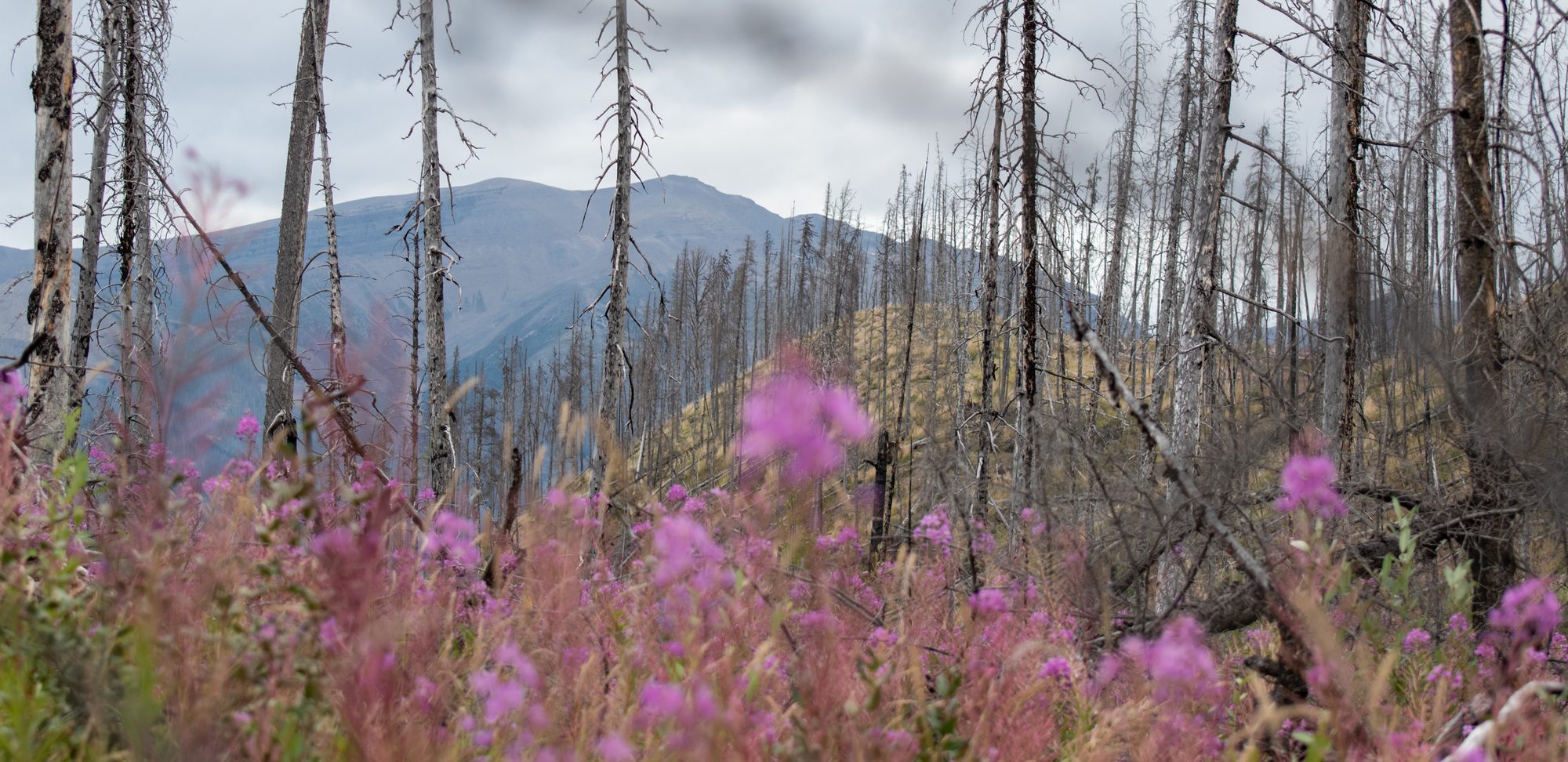 Fireweed in the Burned Forest