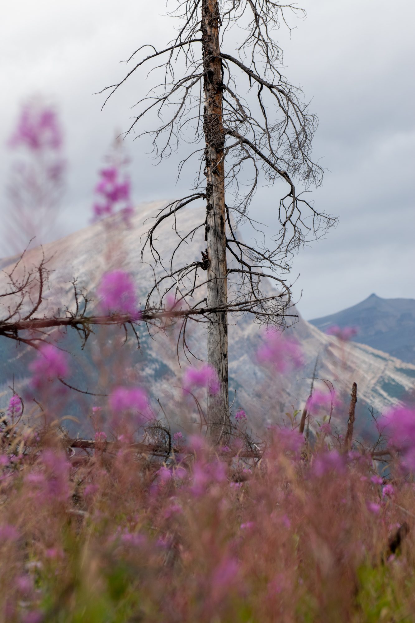 Lone Snag in Bloom