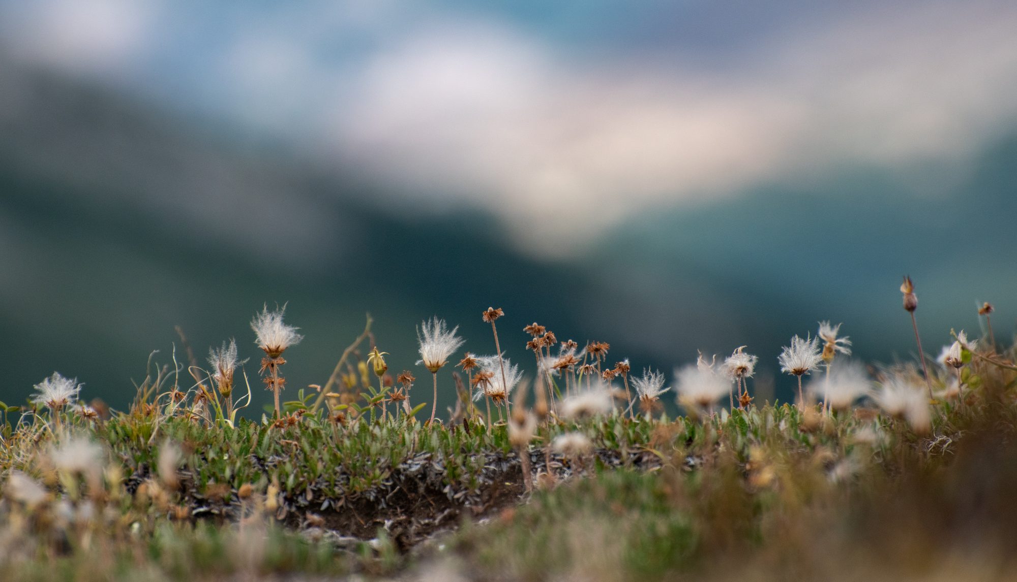 Alpine Seed Heads at Dusk