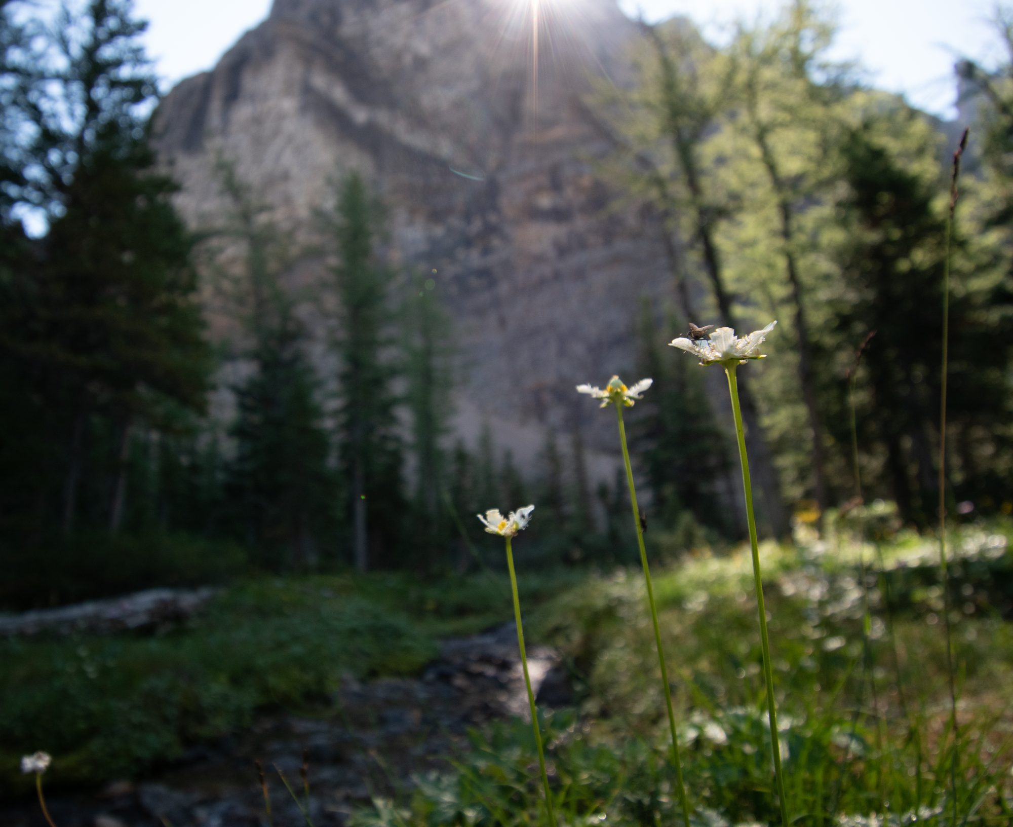 Alpine Blooms and Sunlight