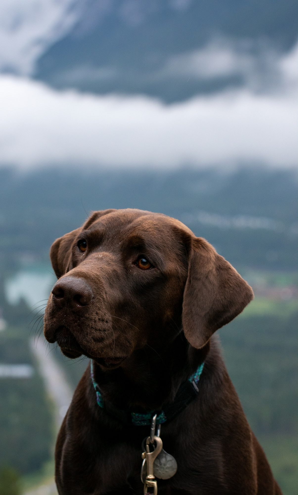 Mountain Trail Companion