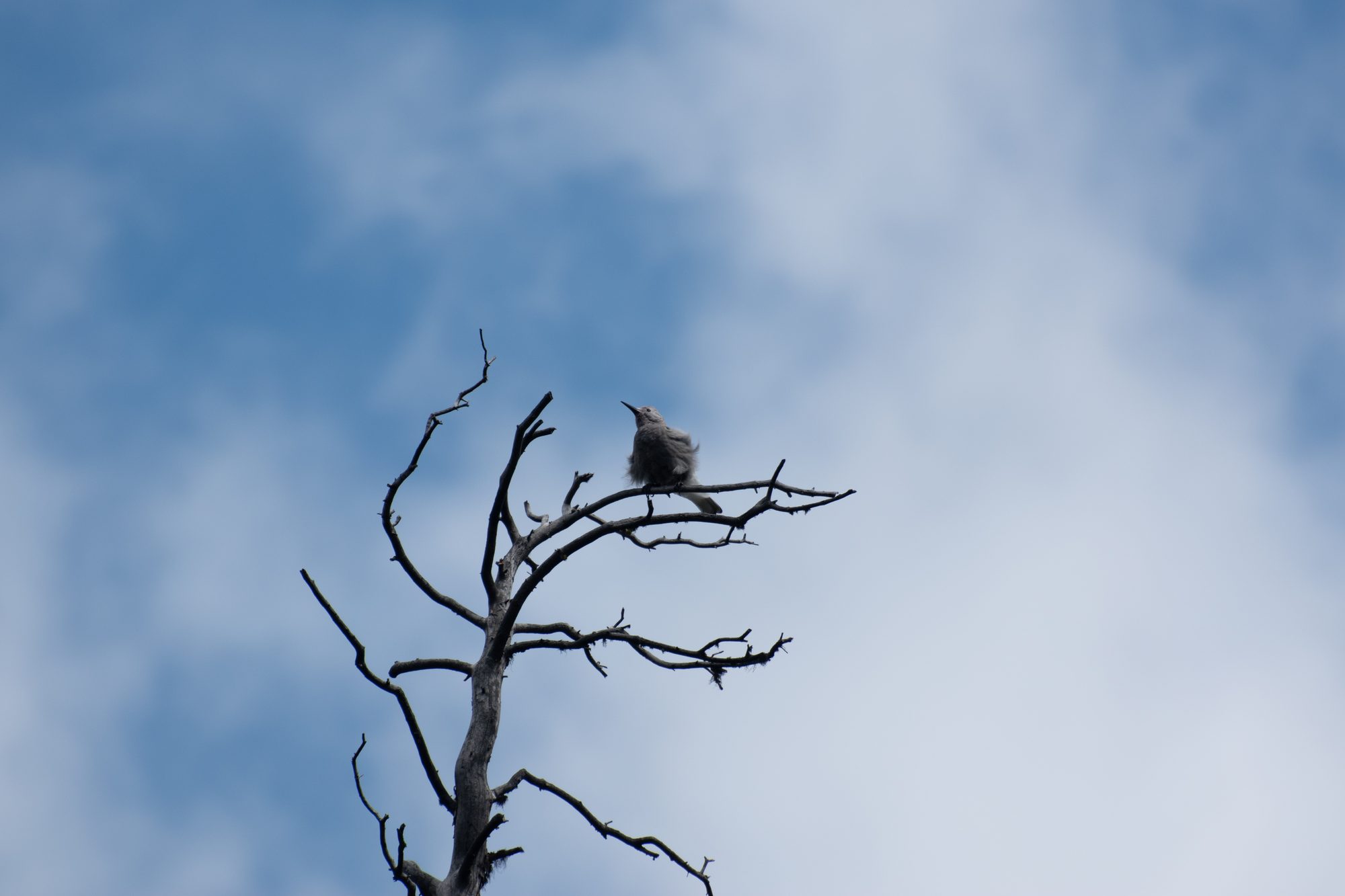 Bird Atop a Dead Tree
