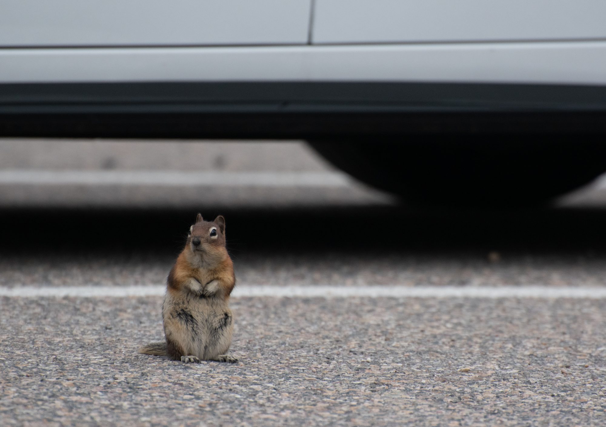 Ground Squirrel by the Roadside