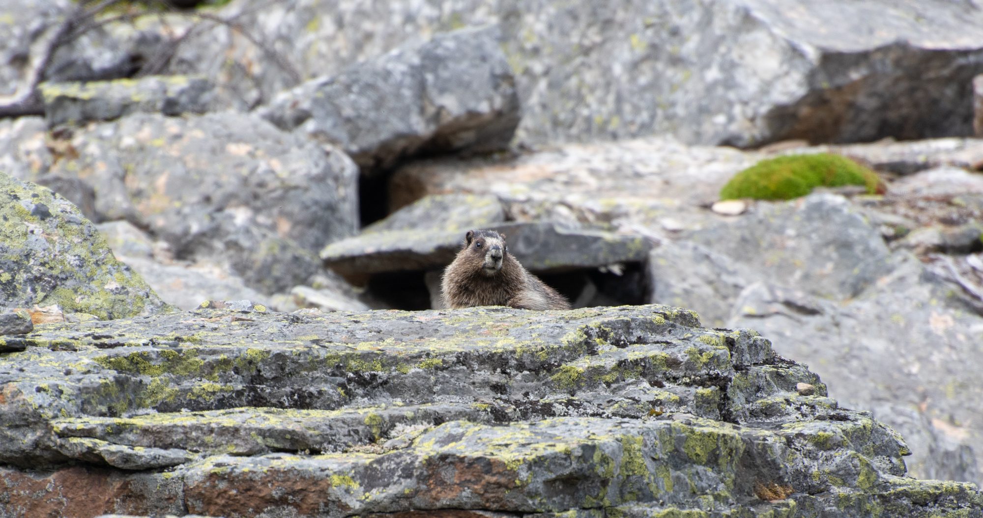 Marmot Among the Boulders