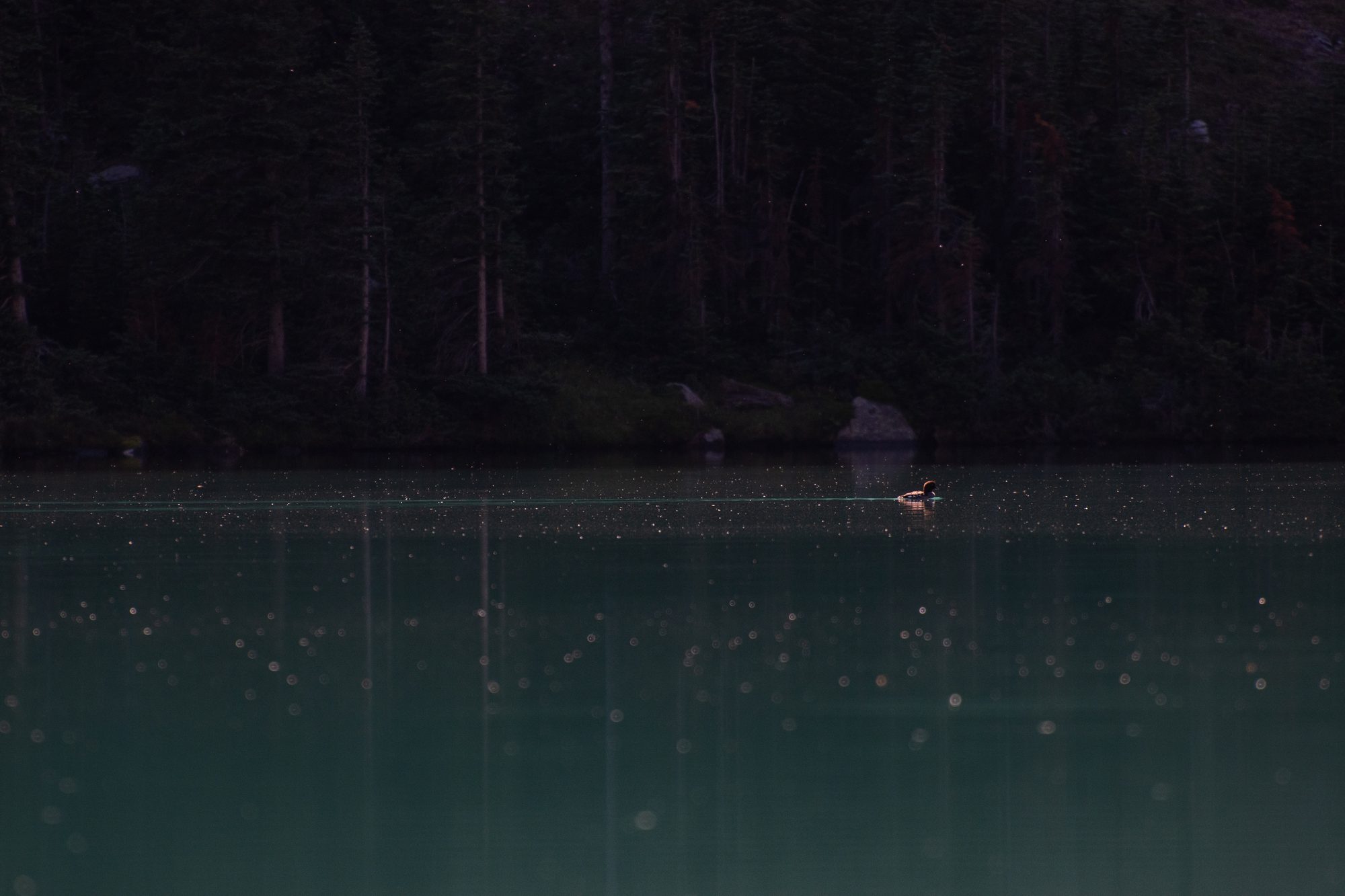 Loon at Dusk