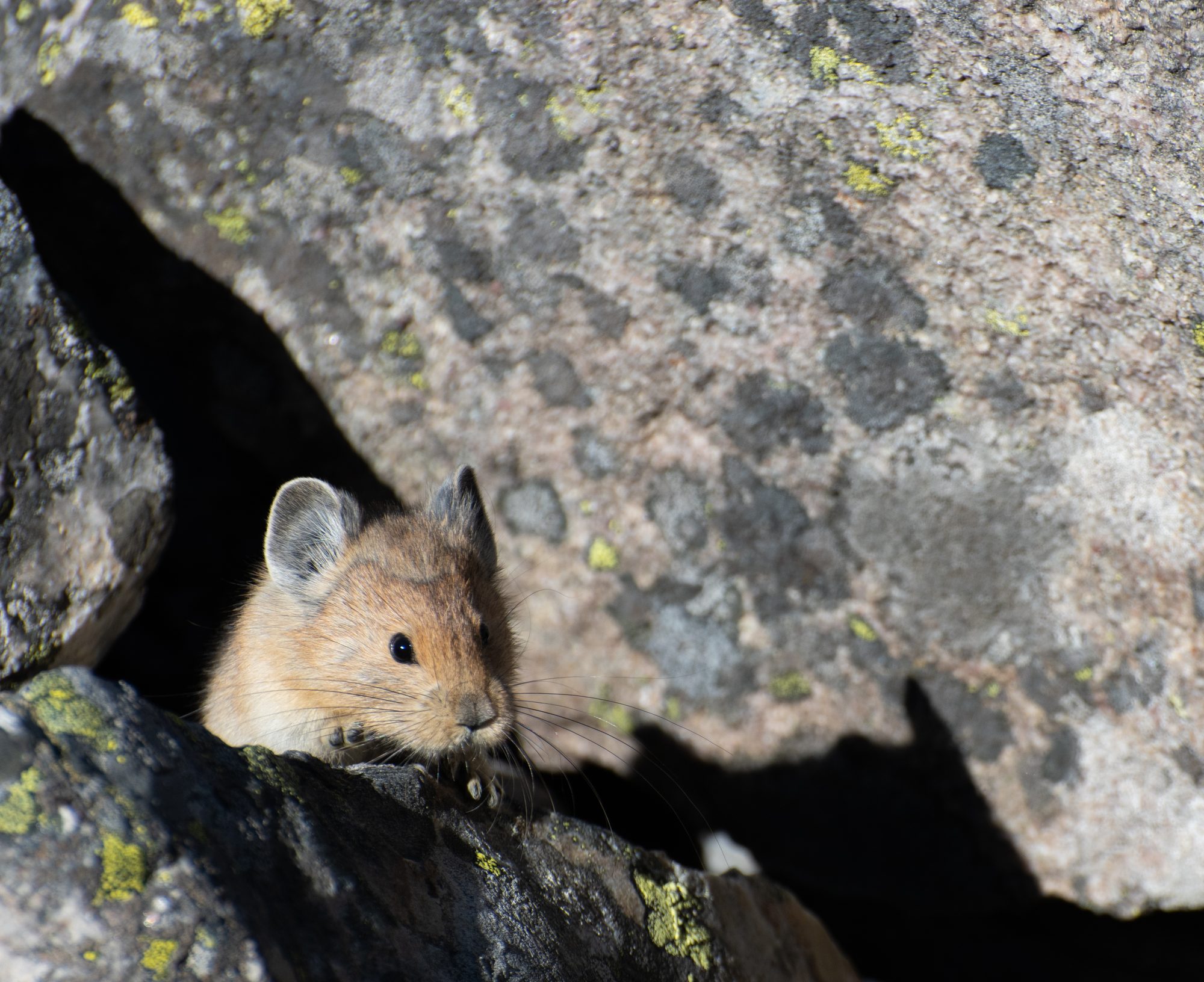 Pika Among the Boulders