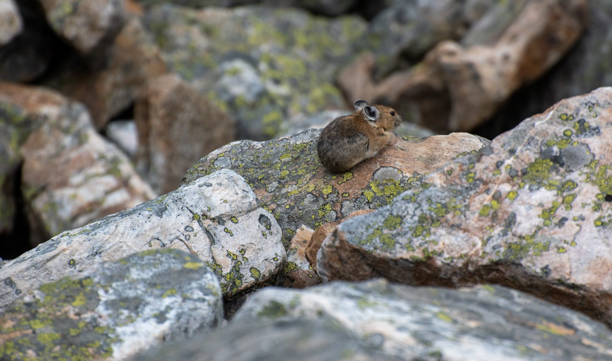 Pika on Lichen-Covered Stone
