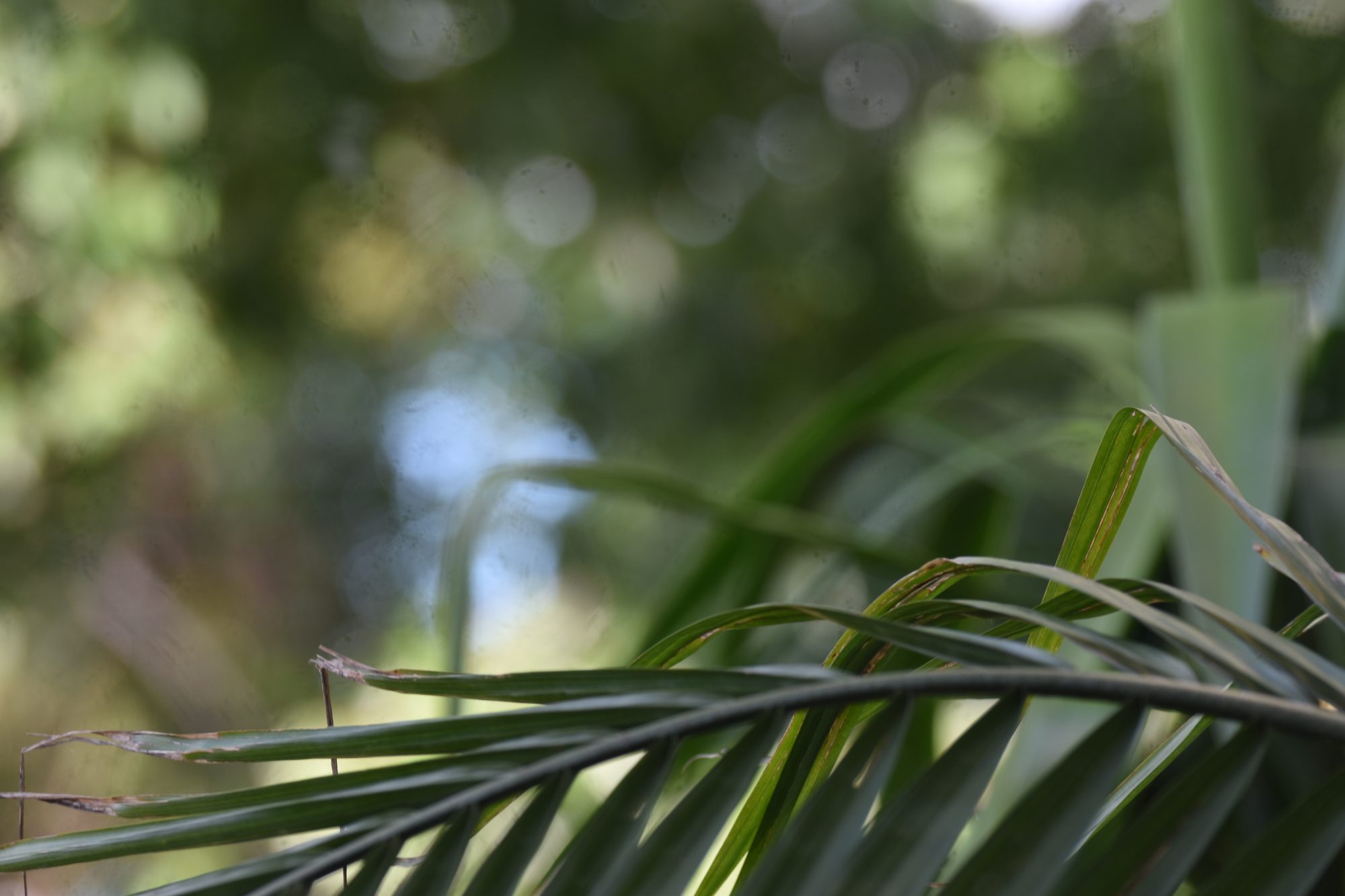 Fronds in the Light