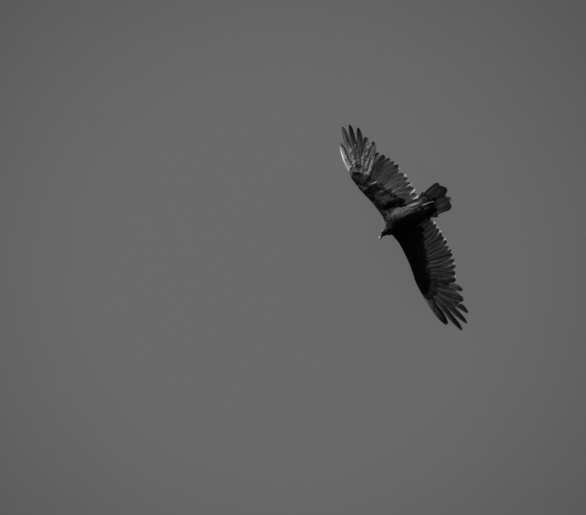 Soaring in Monochrome