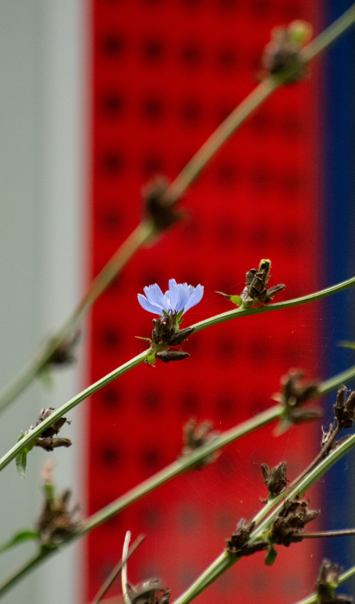 Chicory Against Red
