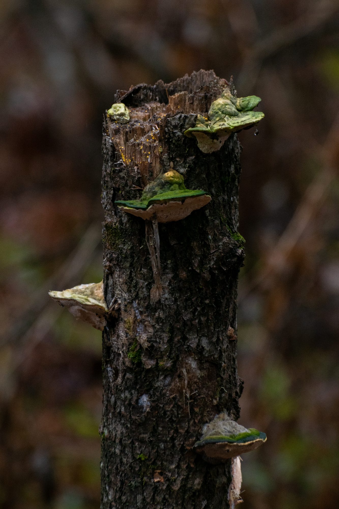 Fungi on a Weathered Stump