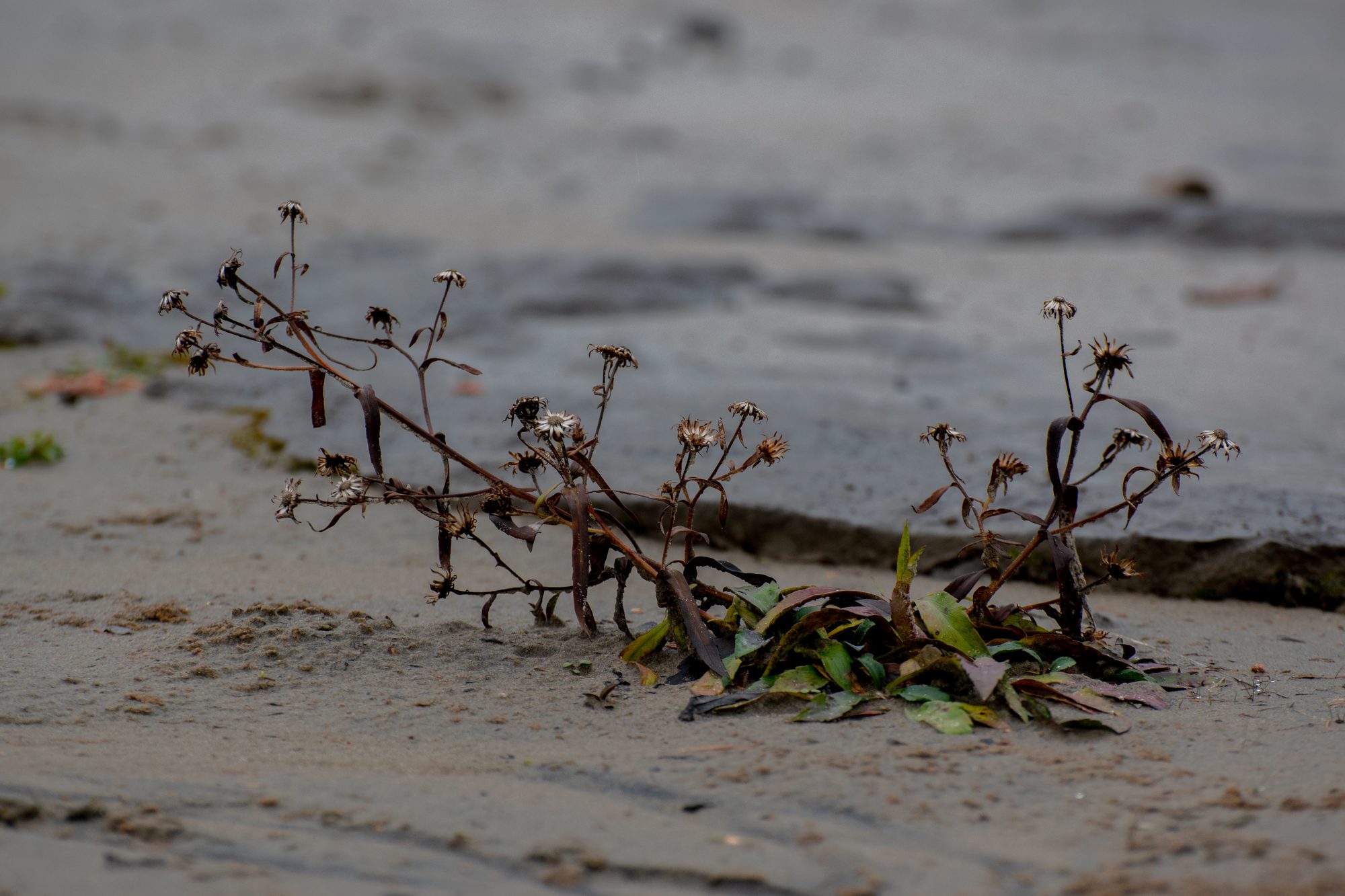 Dried Blooms on the Shore