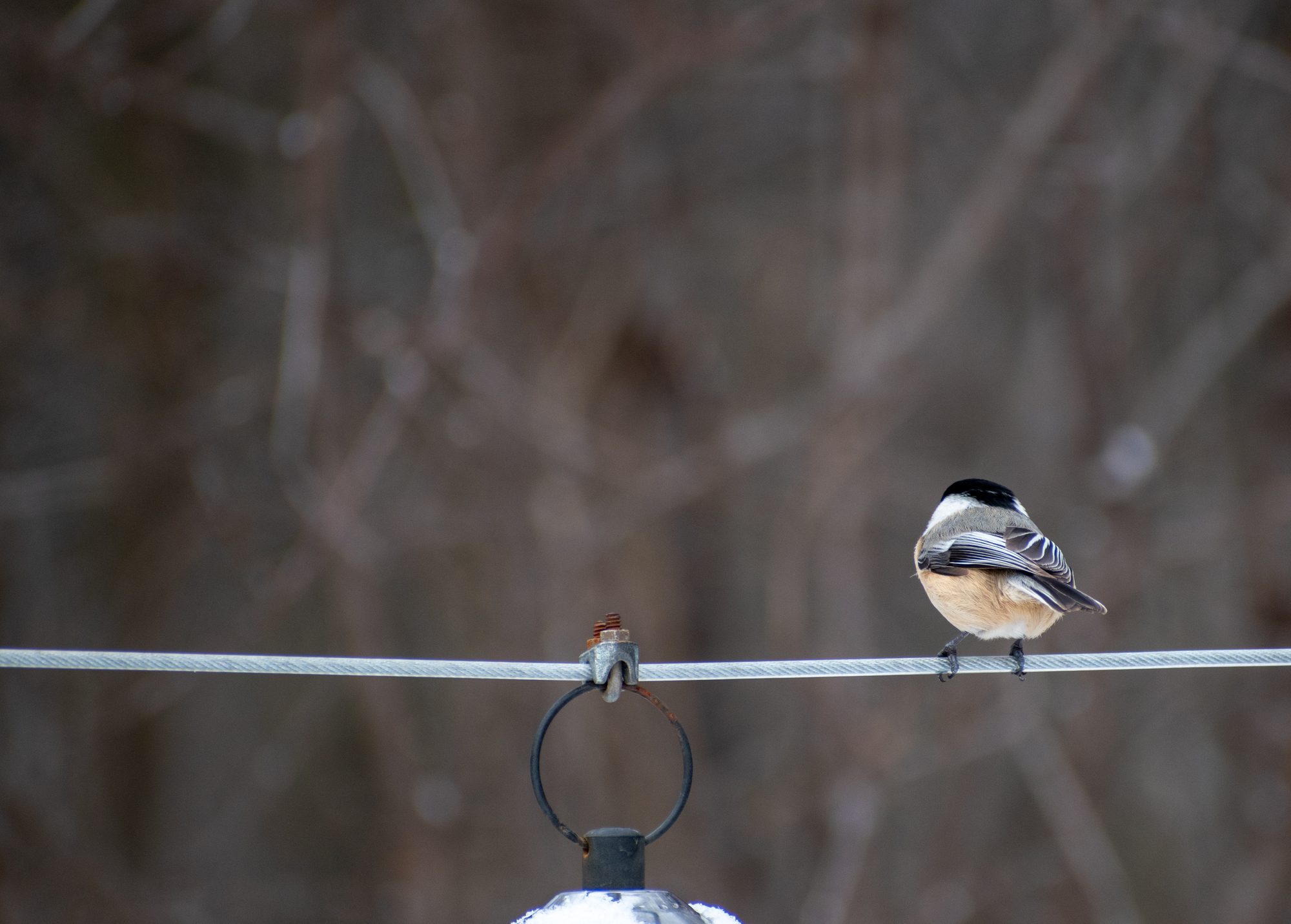 Chickadee on the Line