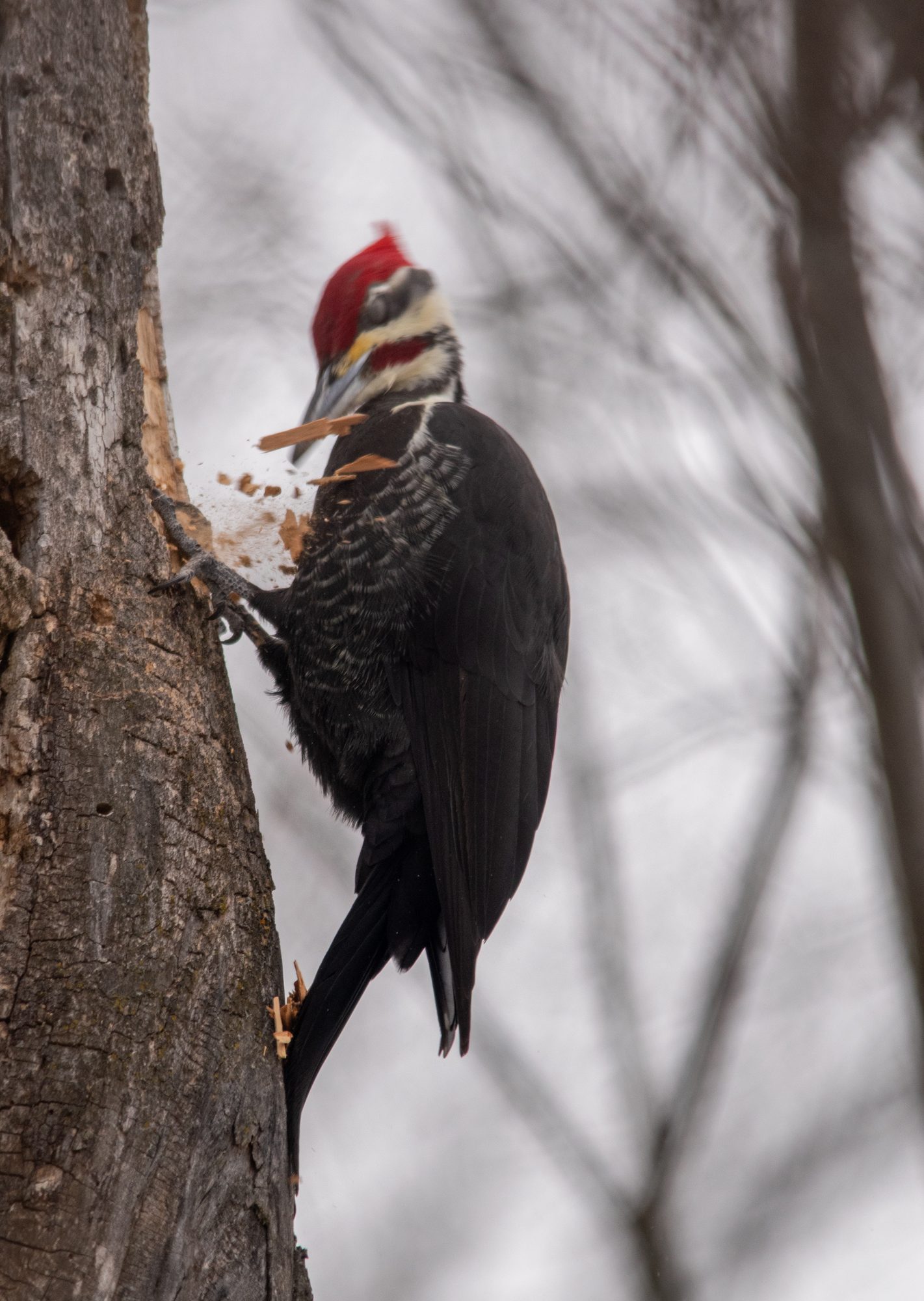 Pileated Woodpecker at Work