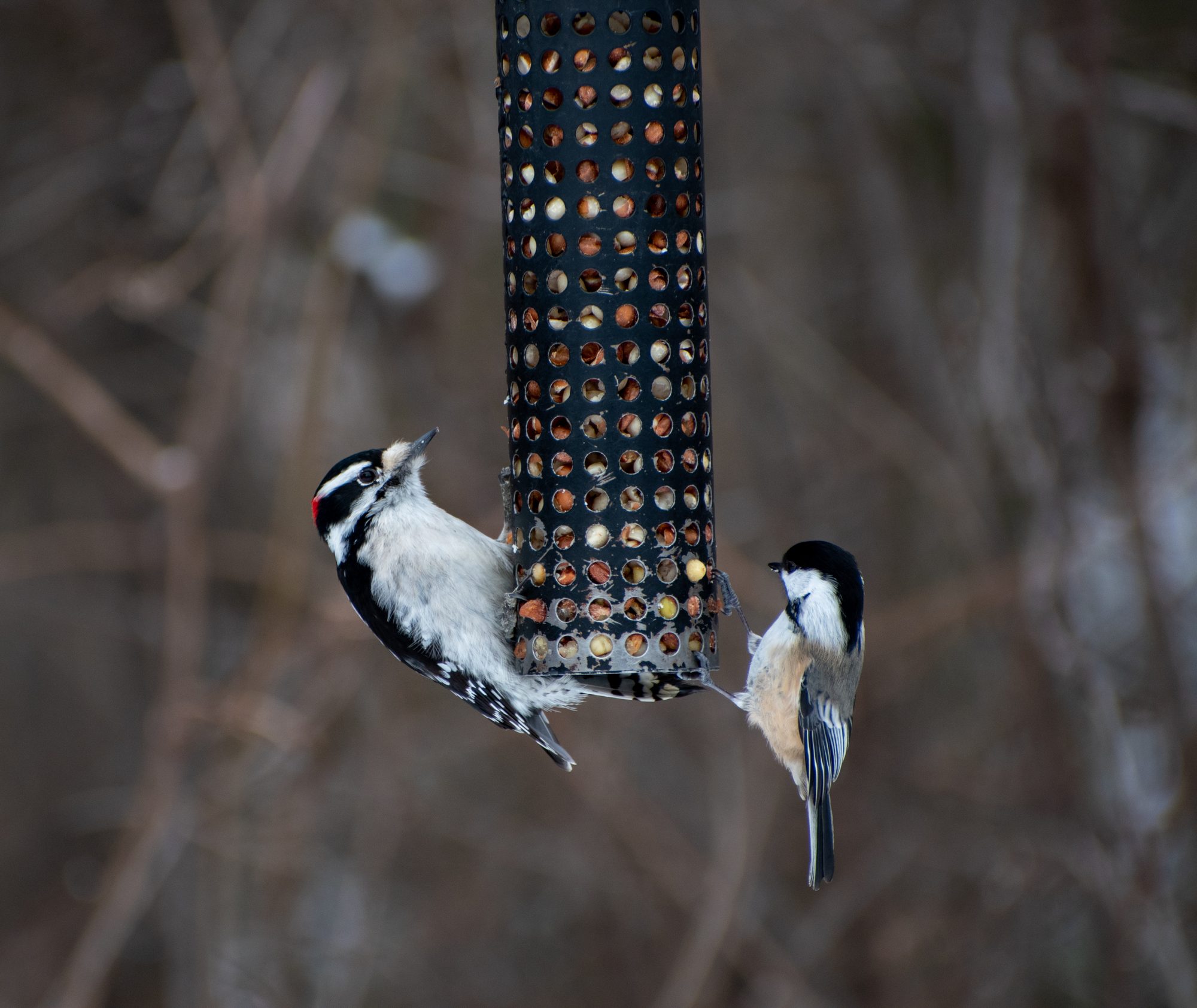 Feeder Friends in Winter