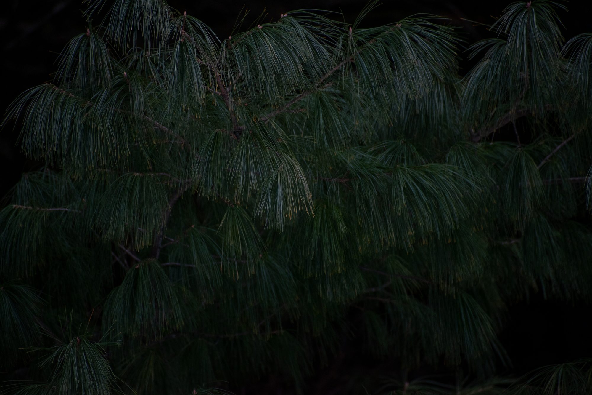 Hidden in the Pines