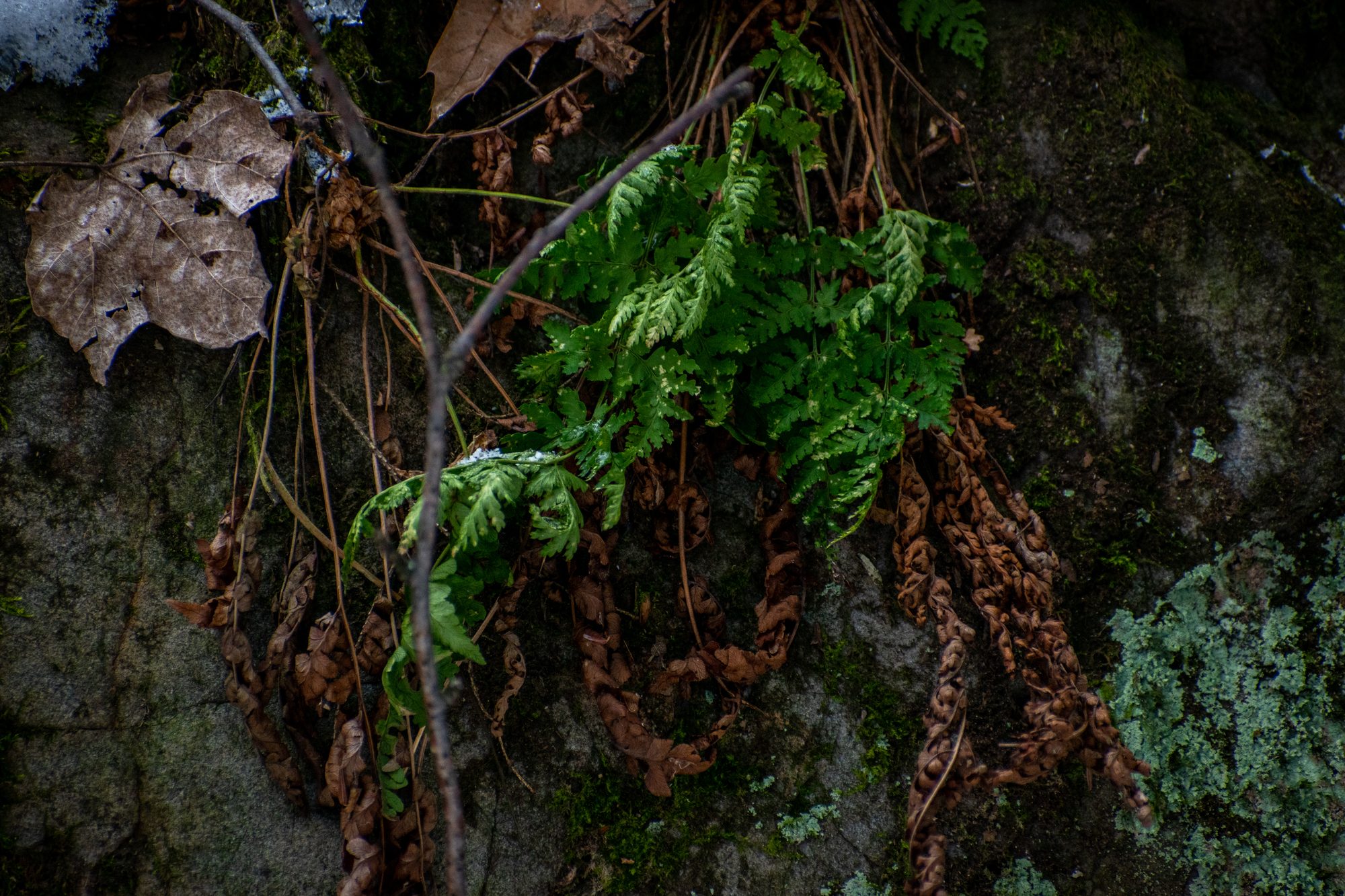 Fern on Stone