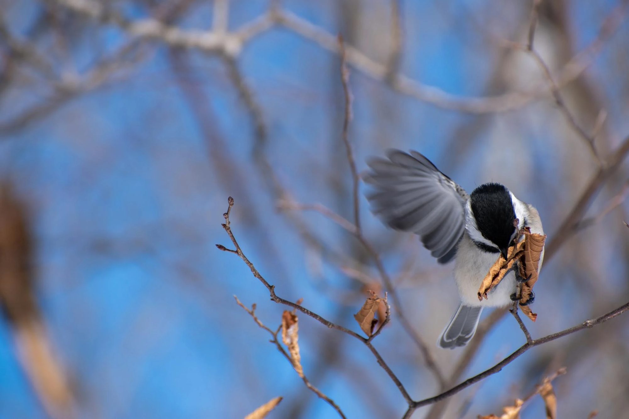 Chickadee in Flight