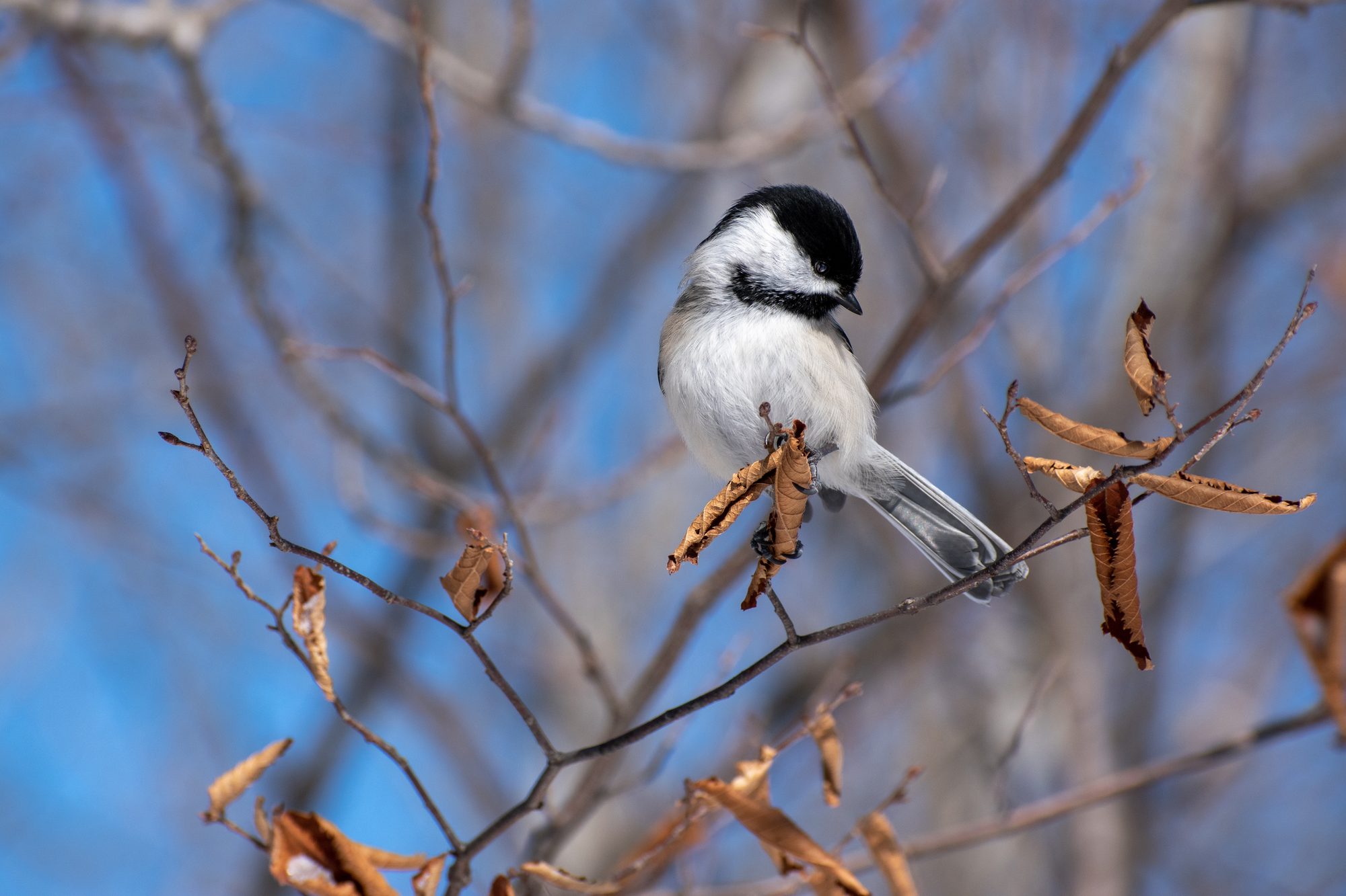 Chickadee in Winter Light