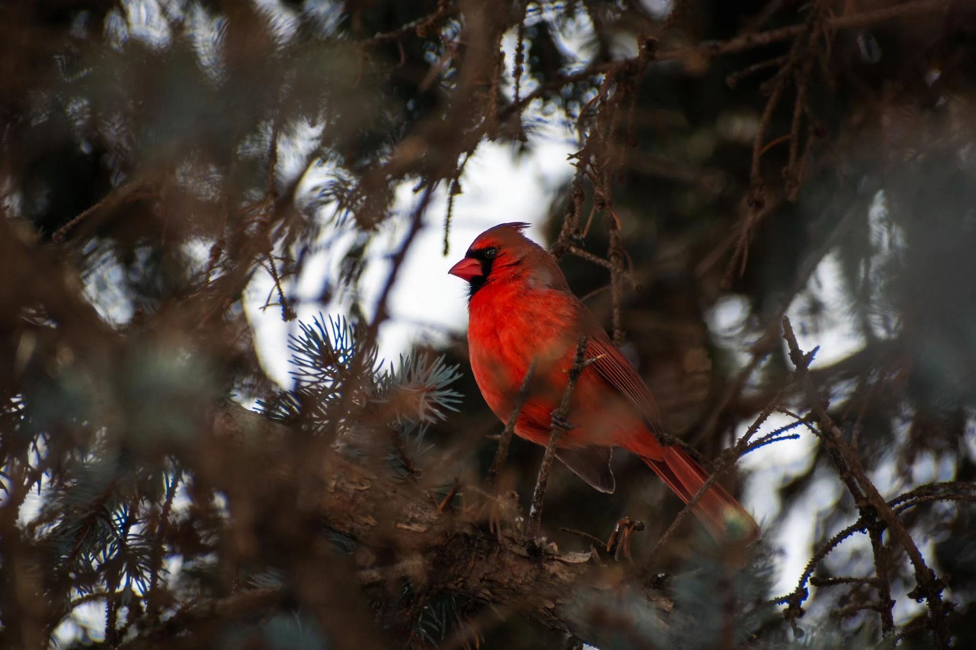 Cardinal in the Spruce