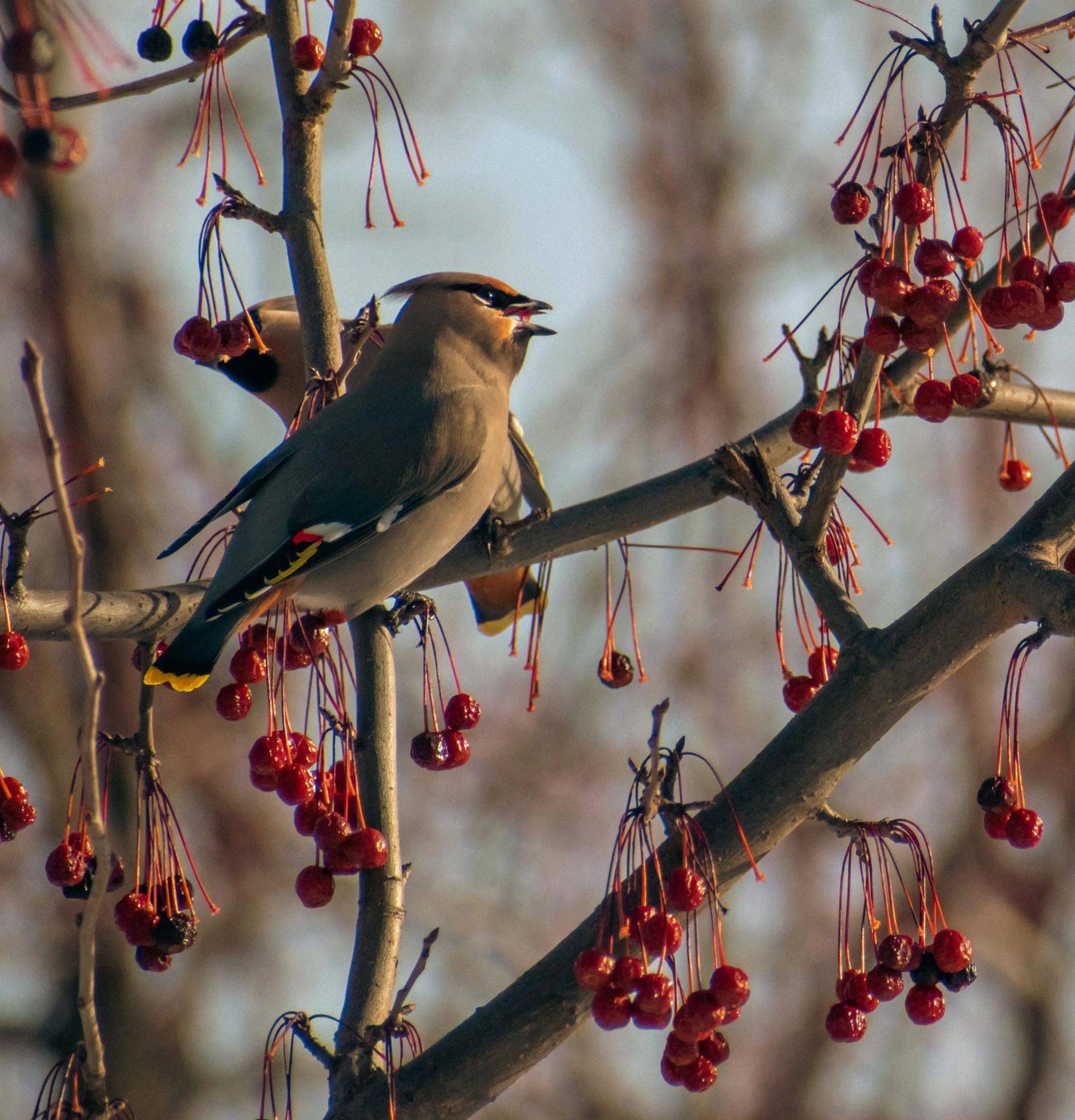 Waxwings in the Crabapples