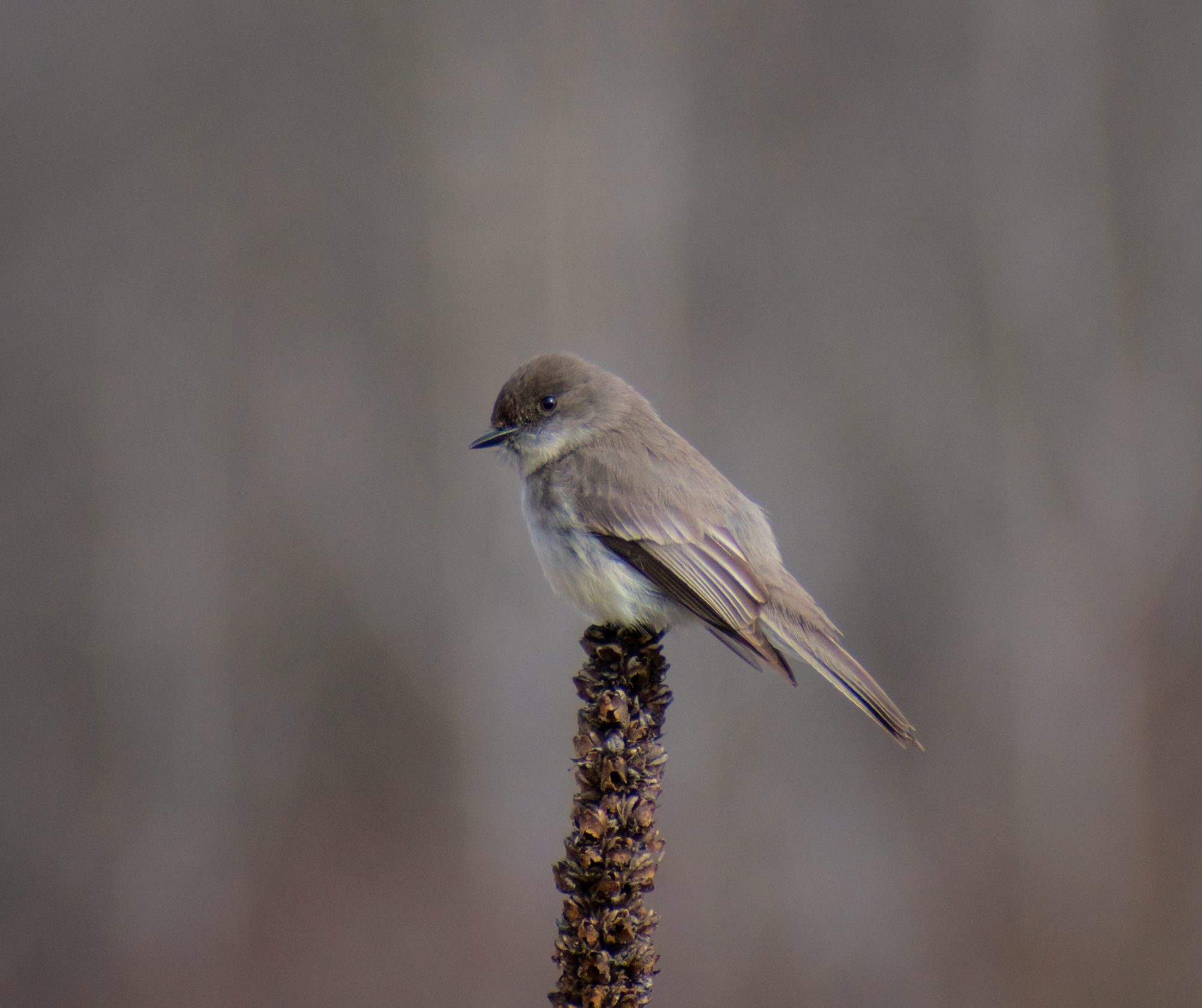 Perched and Watchful