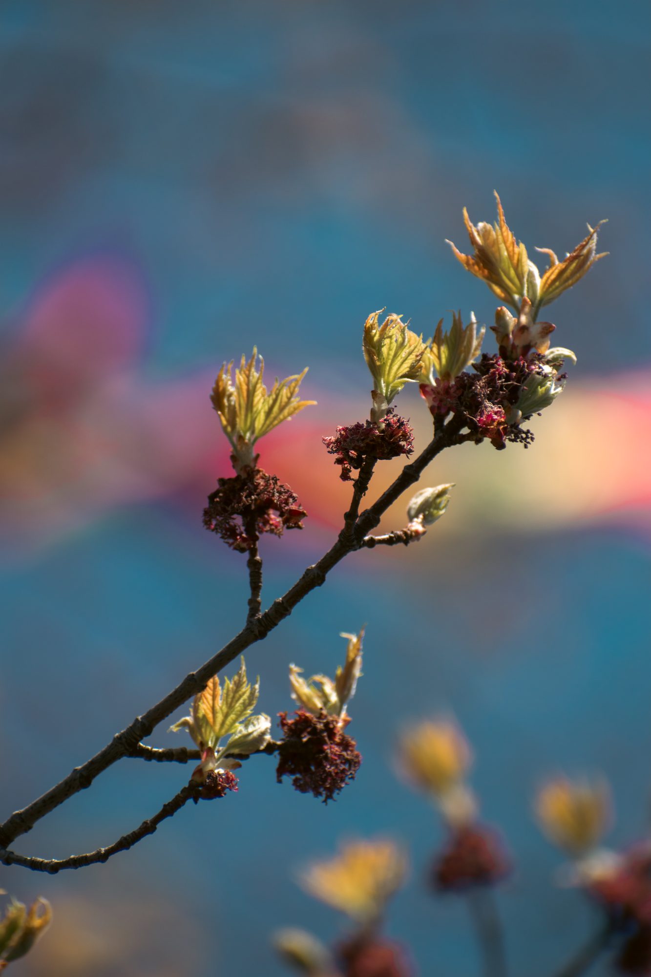 Seed Head in the Spotlight